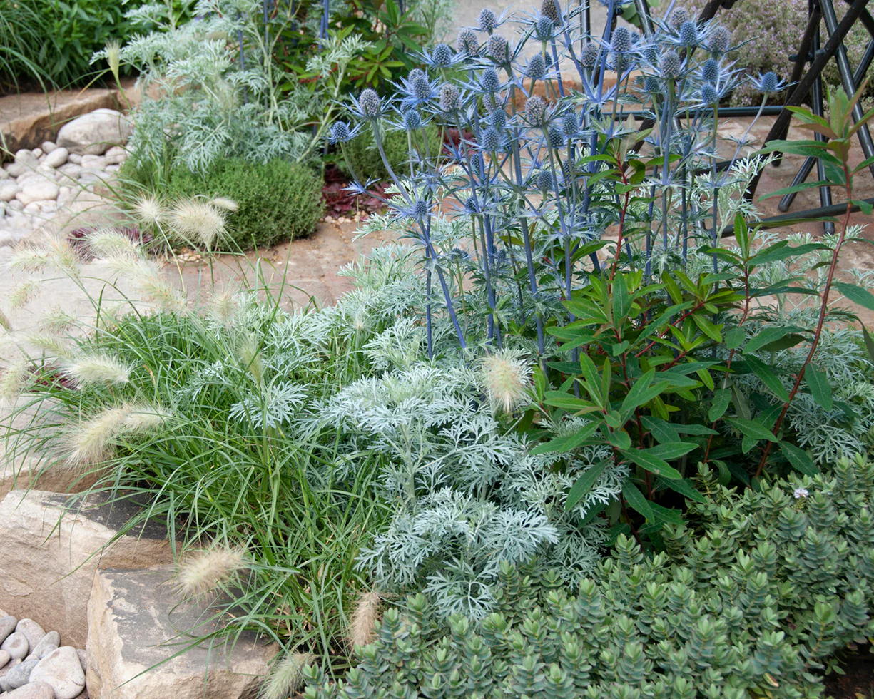 Eryngium 'Jos Eijking' - Image 8