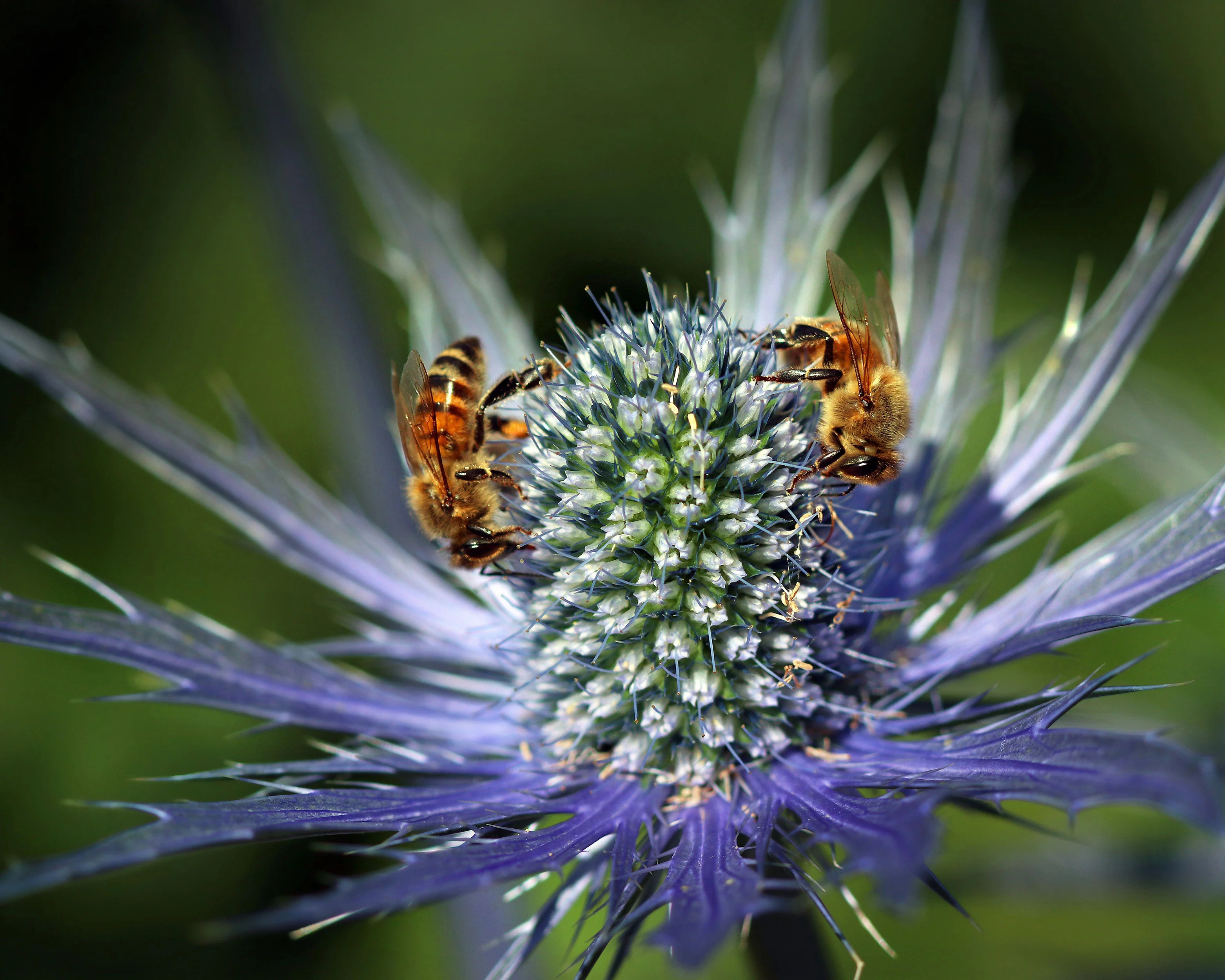 Eryngium 'Jos Eijking' - Image 9