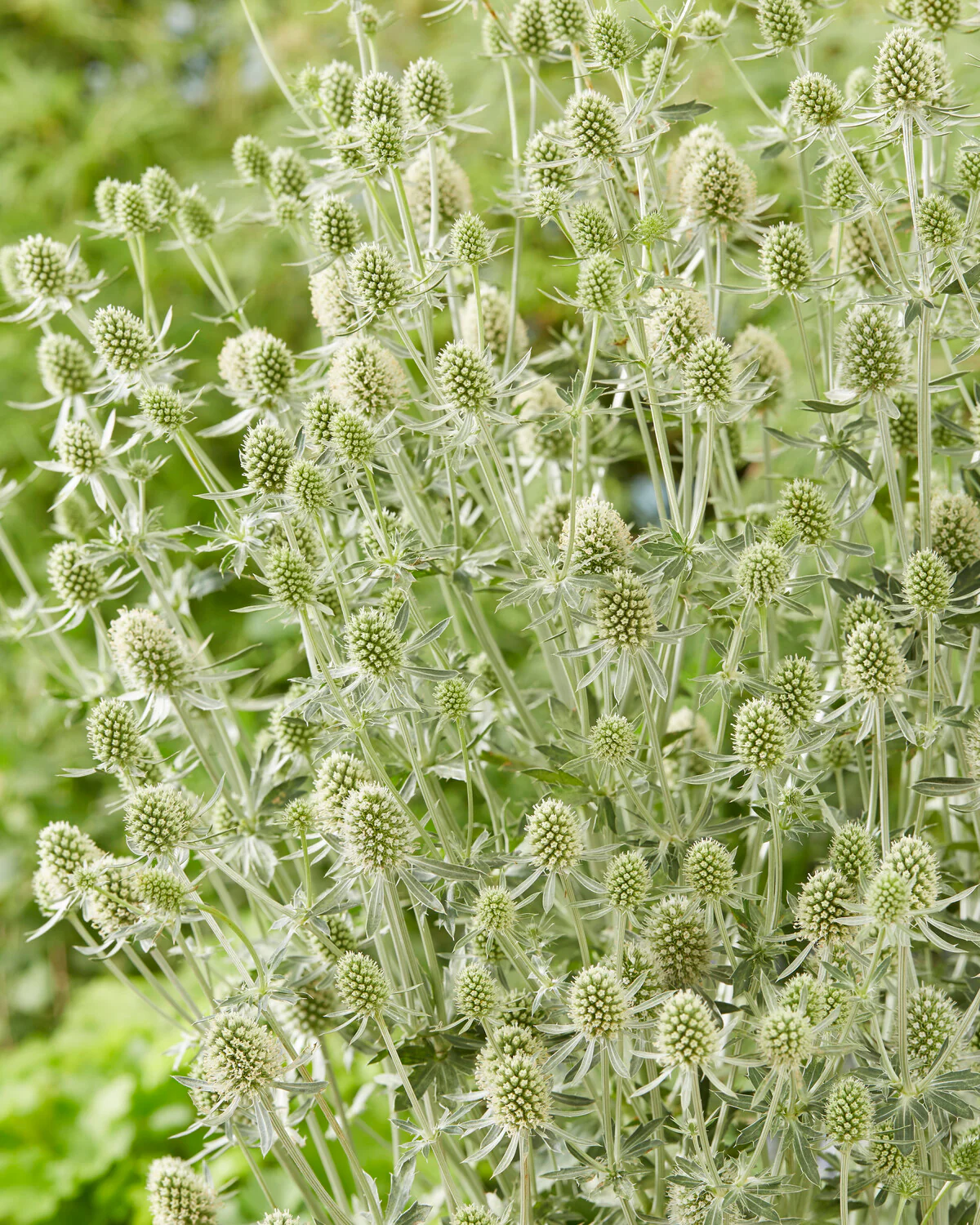 Eryngium 'Magical Silver' - Image 4