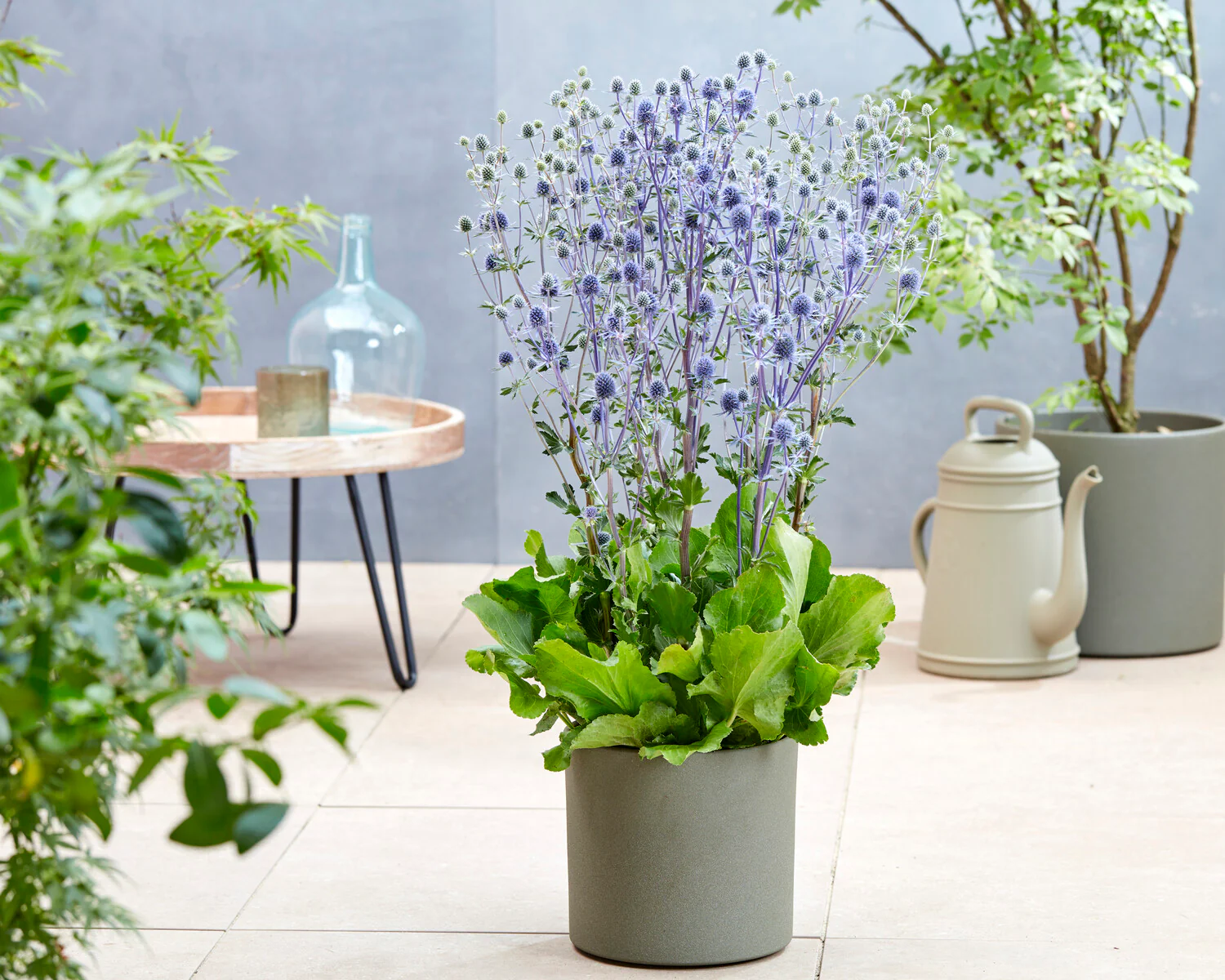 Eryngium planum - Image 3