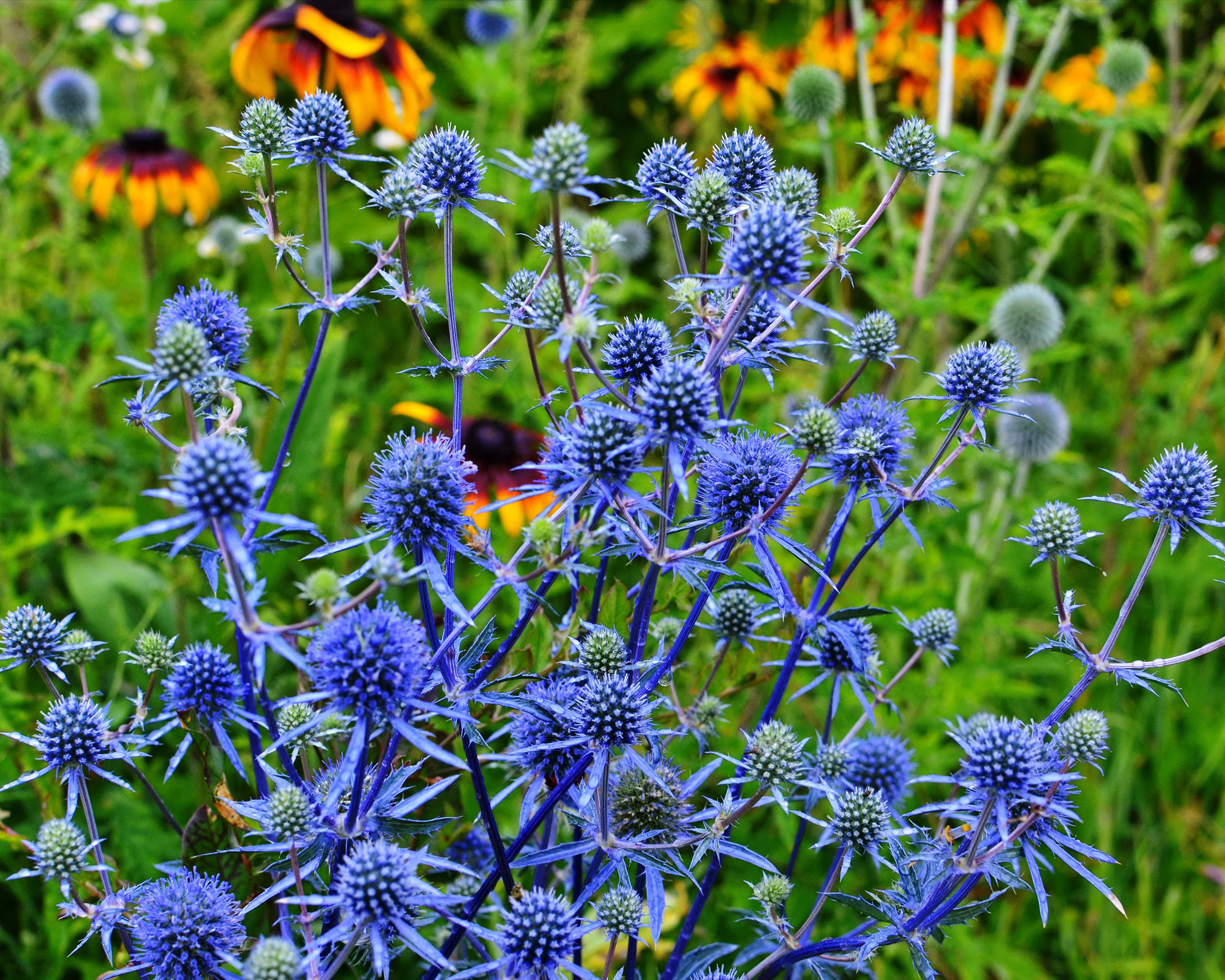 Eryngium planum - Image 6