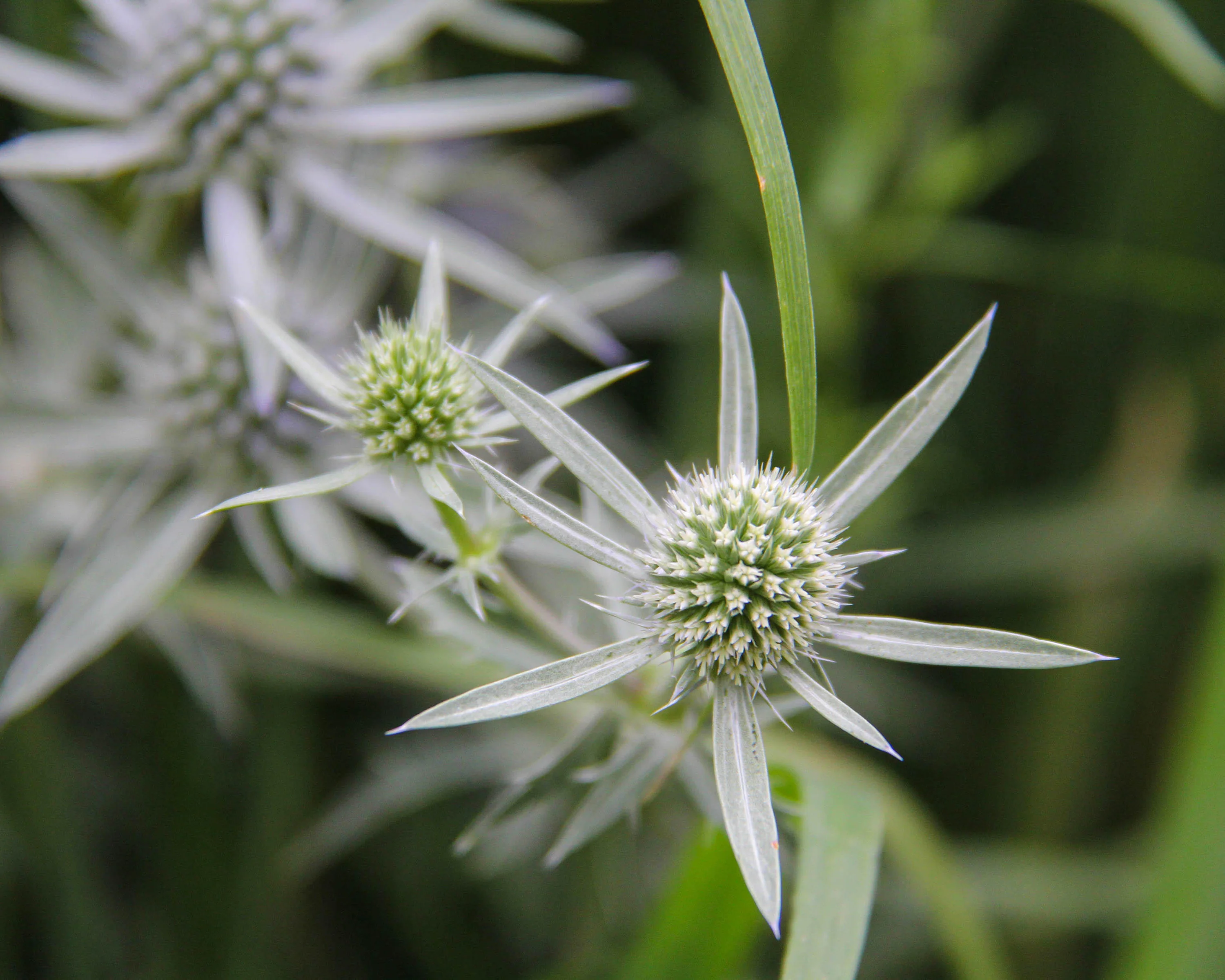 Eryngium 'Silver Salentino' - Image 3