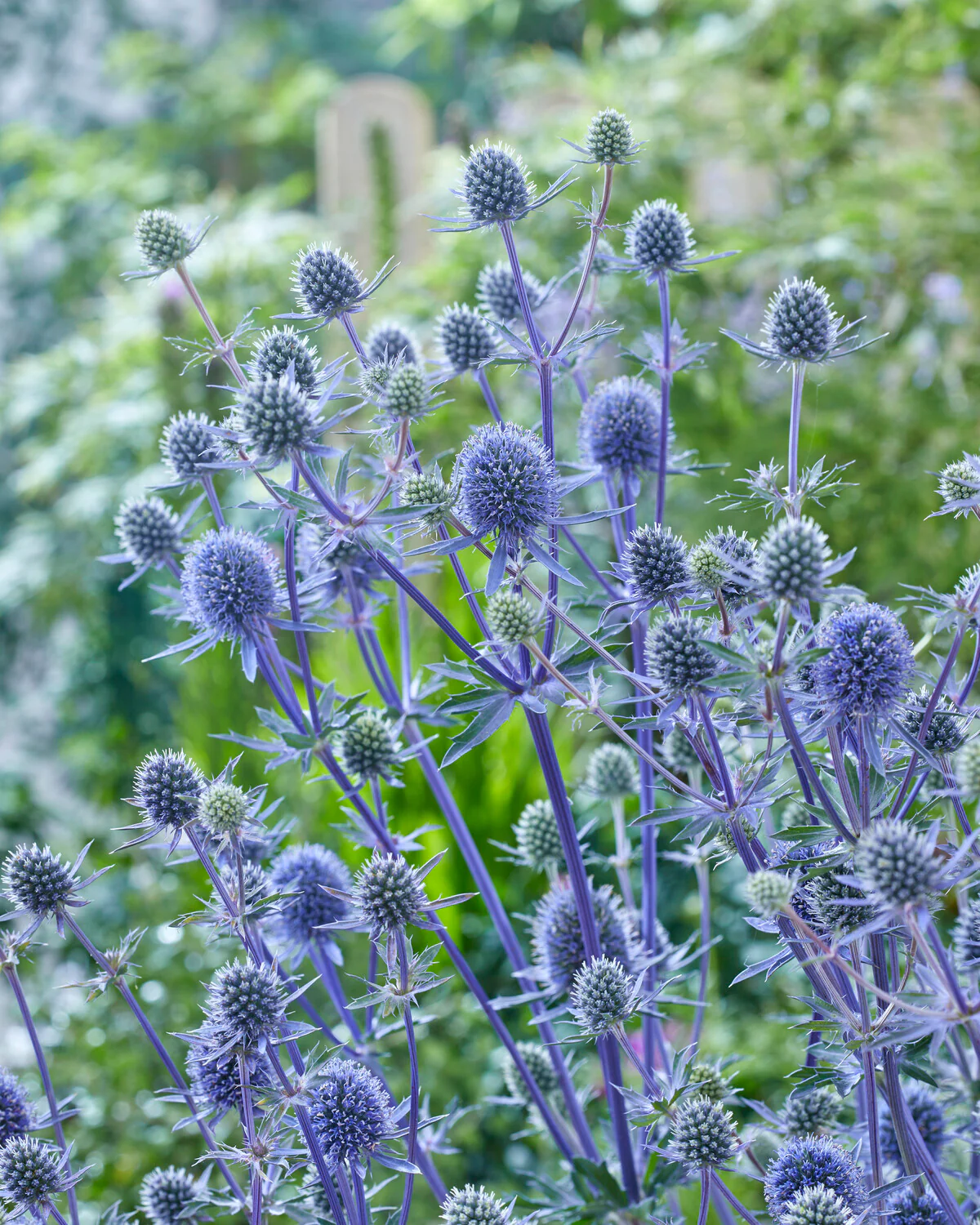 Eryngium 'Victory Blue' - Image 4