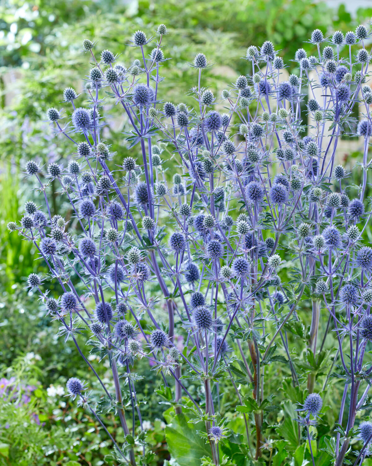 Eryngium 'Victory Blue' - Image 5