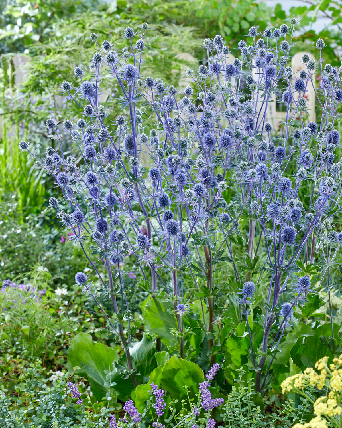 Eryngium 'Victory Blue' - Image 6
