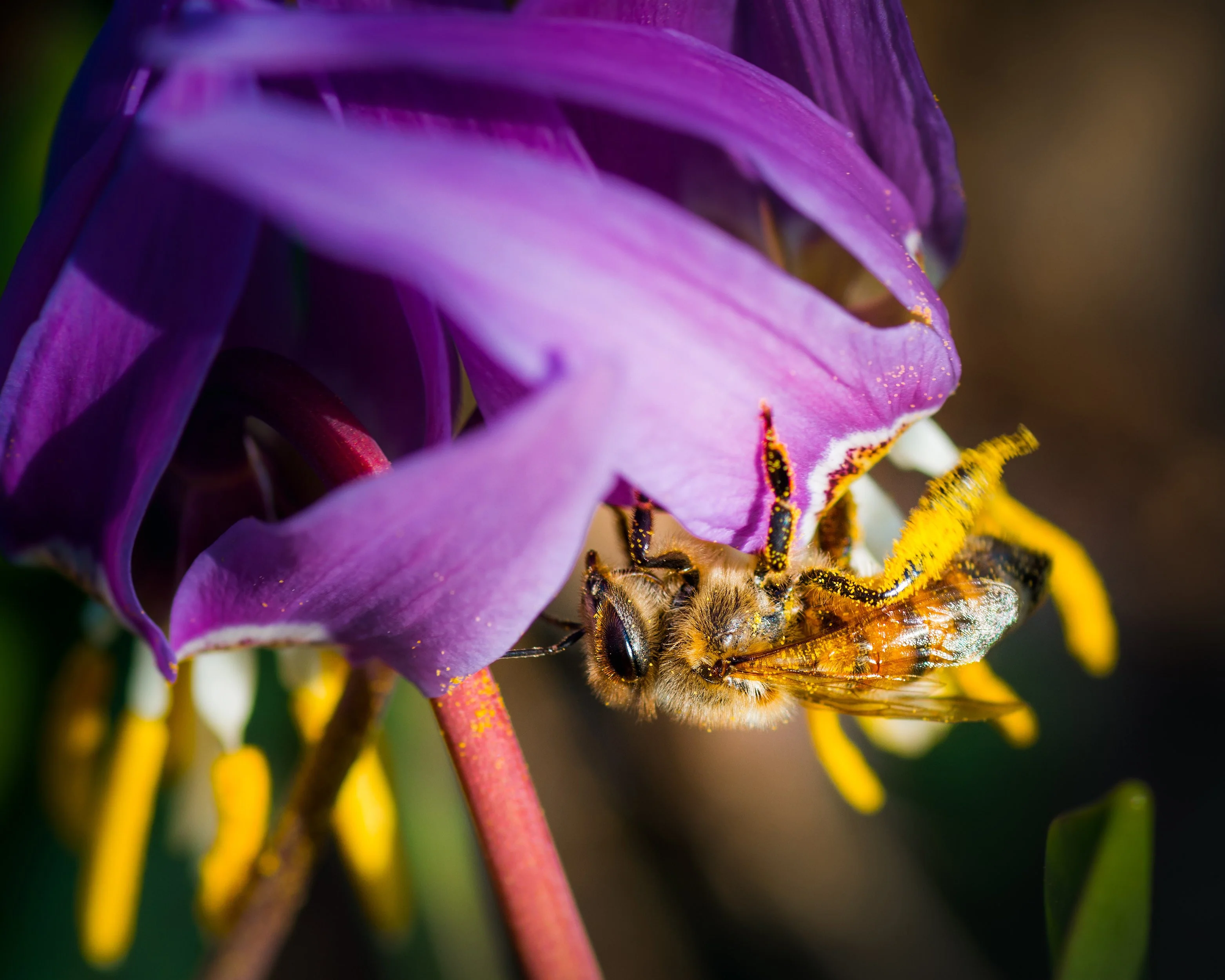 Erythronium 'Lilac Wonder' - Image 3