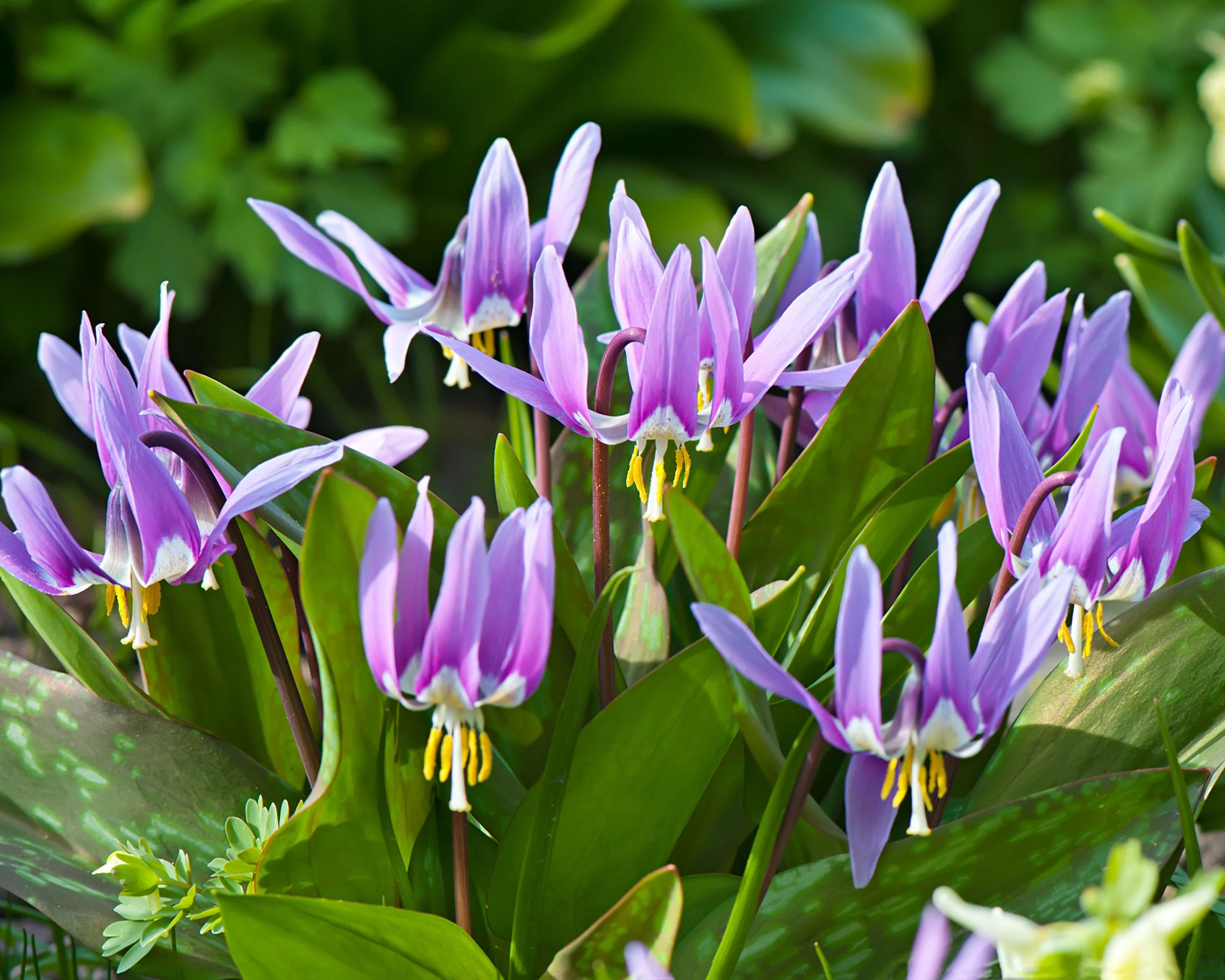 Erythronium 'Lilac Wonder' - Image 4