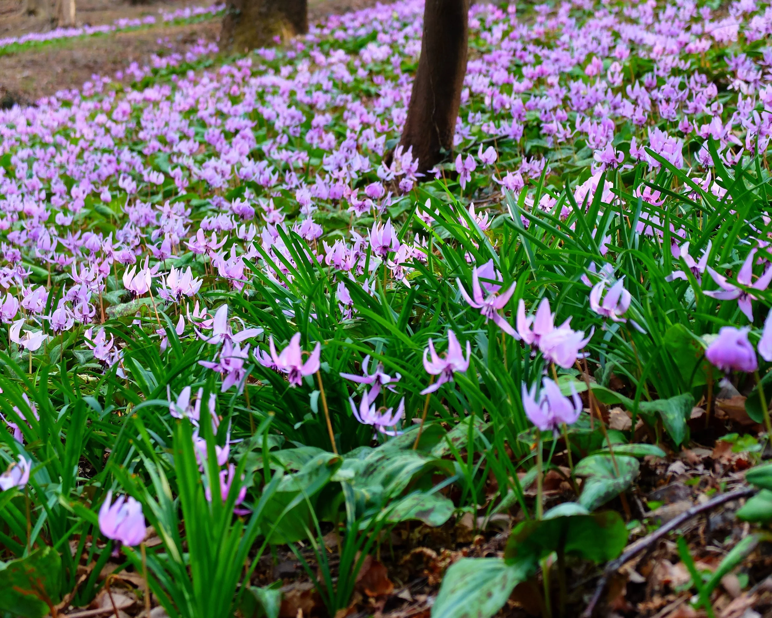 Erythronium 'Lilac Wonder' - Image 5