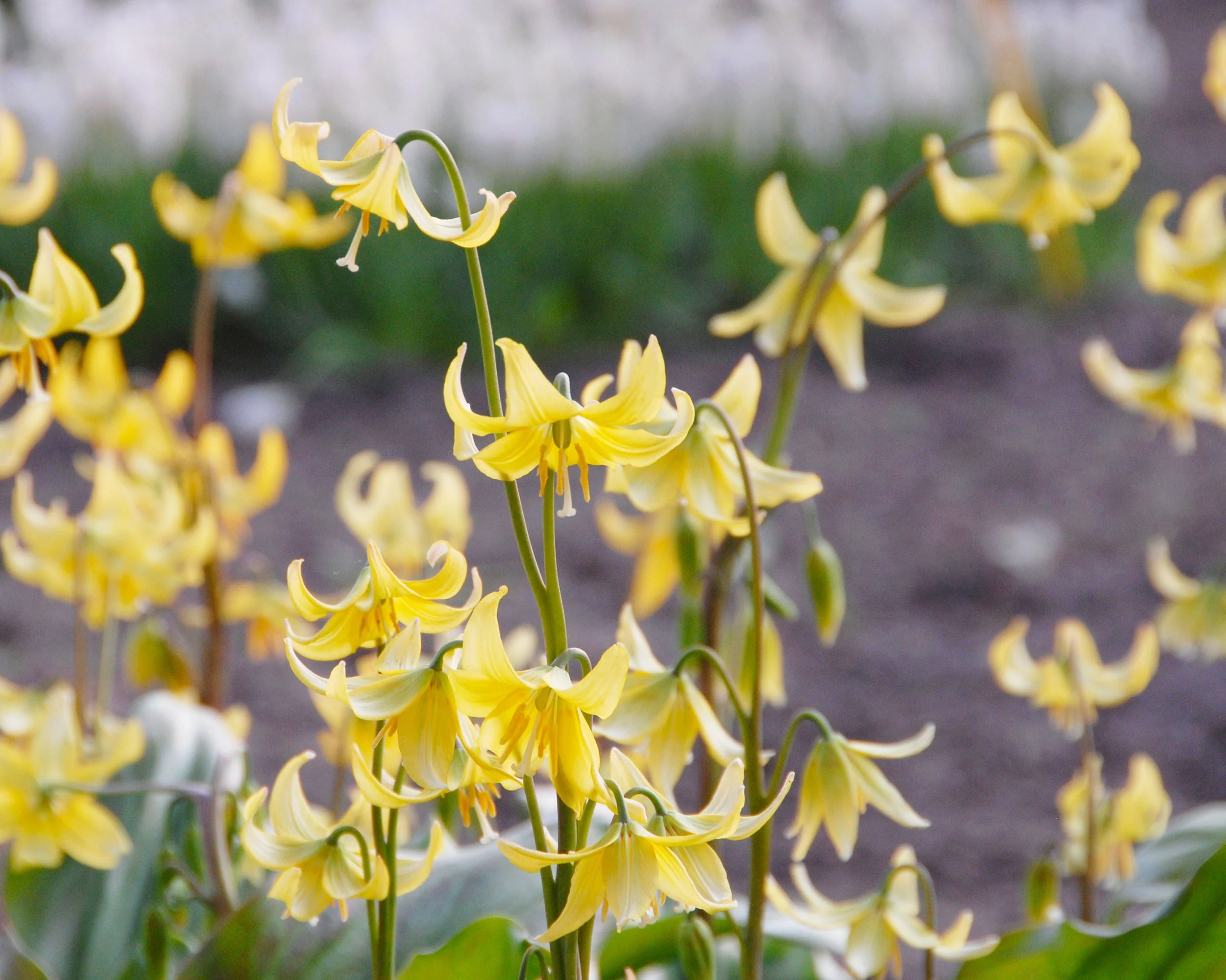 Erythronium 'Pagoda' - Image 4