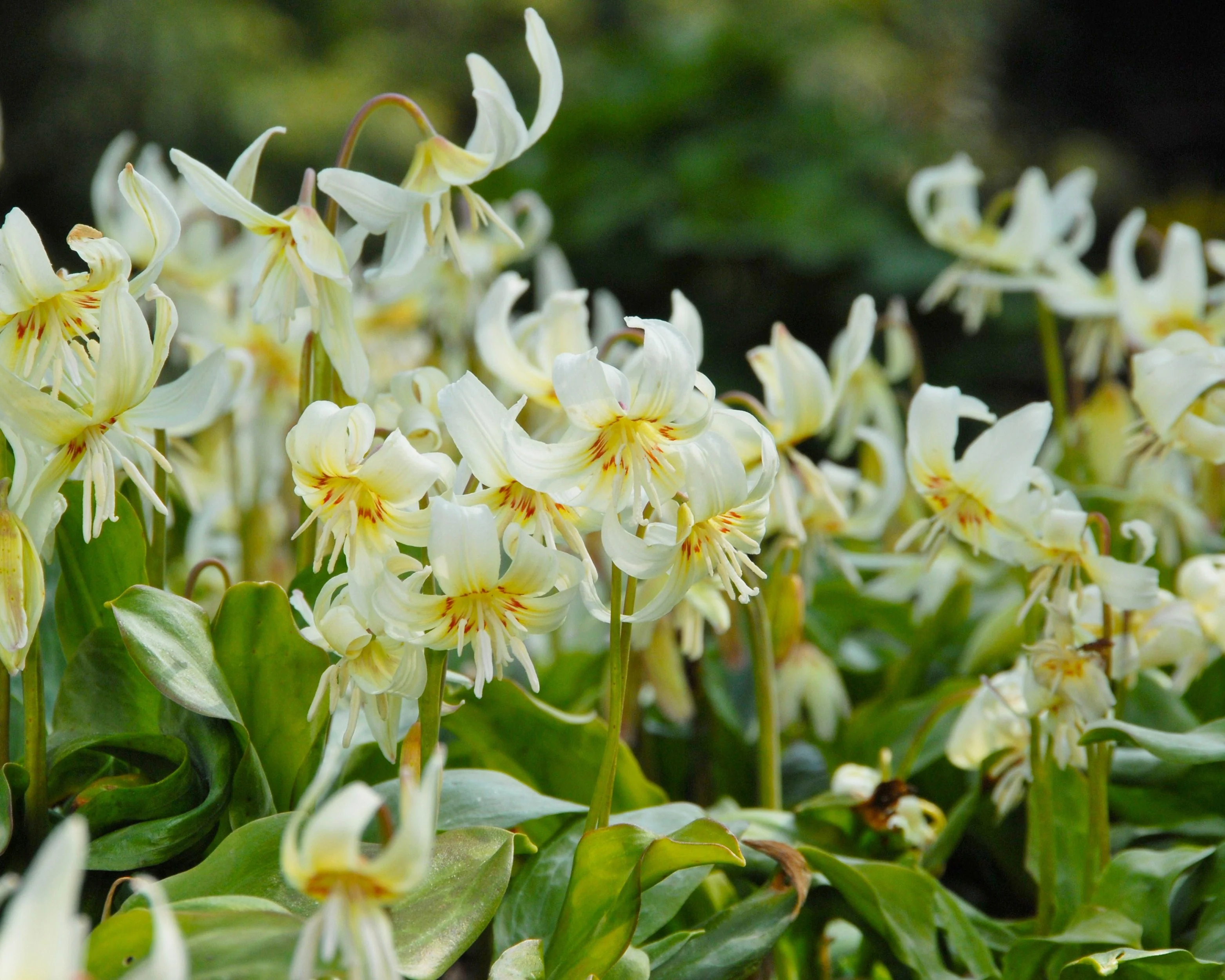 Erythronium 'White Beauty' - Image 6