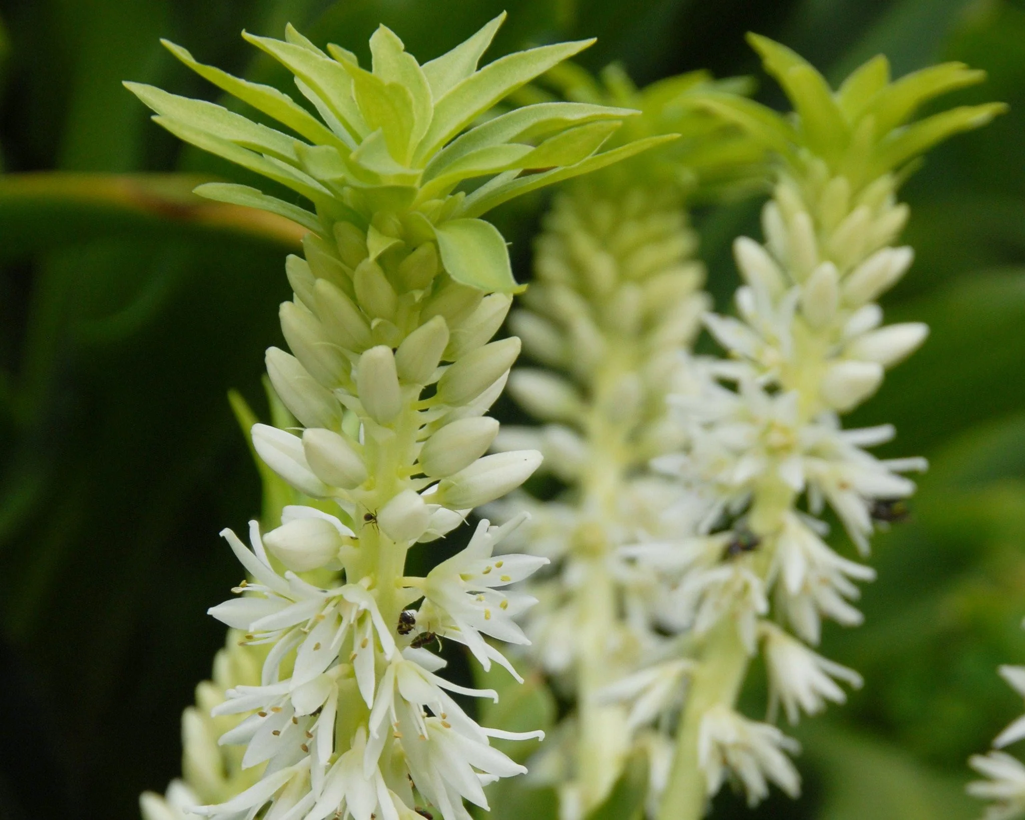Eucomis autumnalis - Image 4