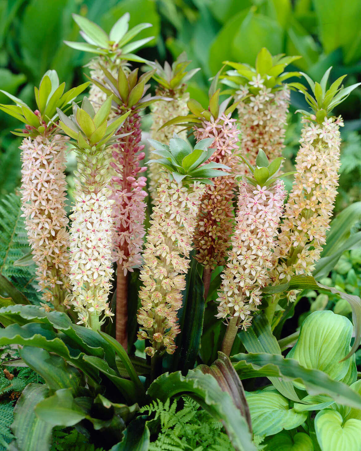 Eucomis comosa 'XXL'