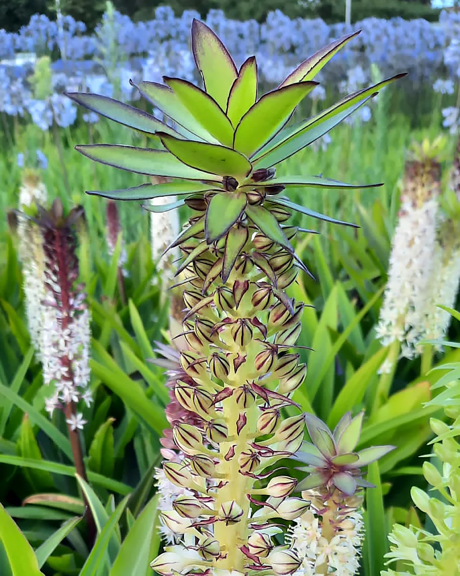 Eucomis comosa 'XXL' - Image 5