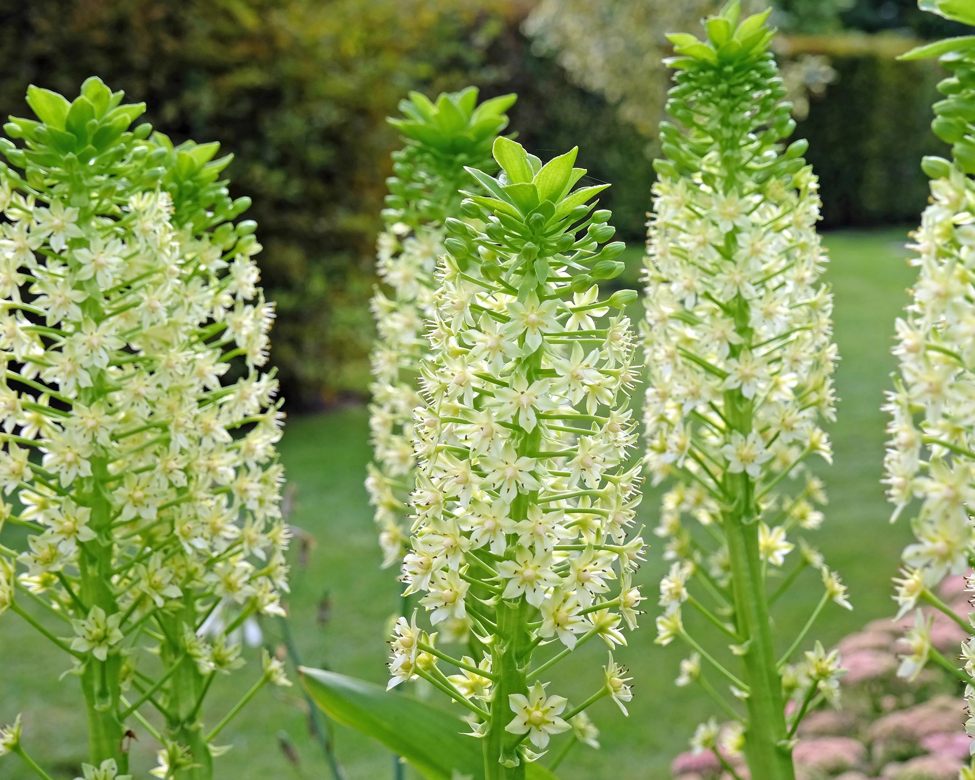 Eucomis pole-evansii - Image 5
