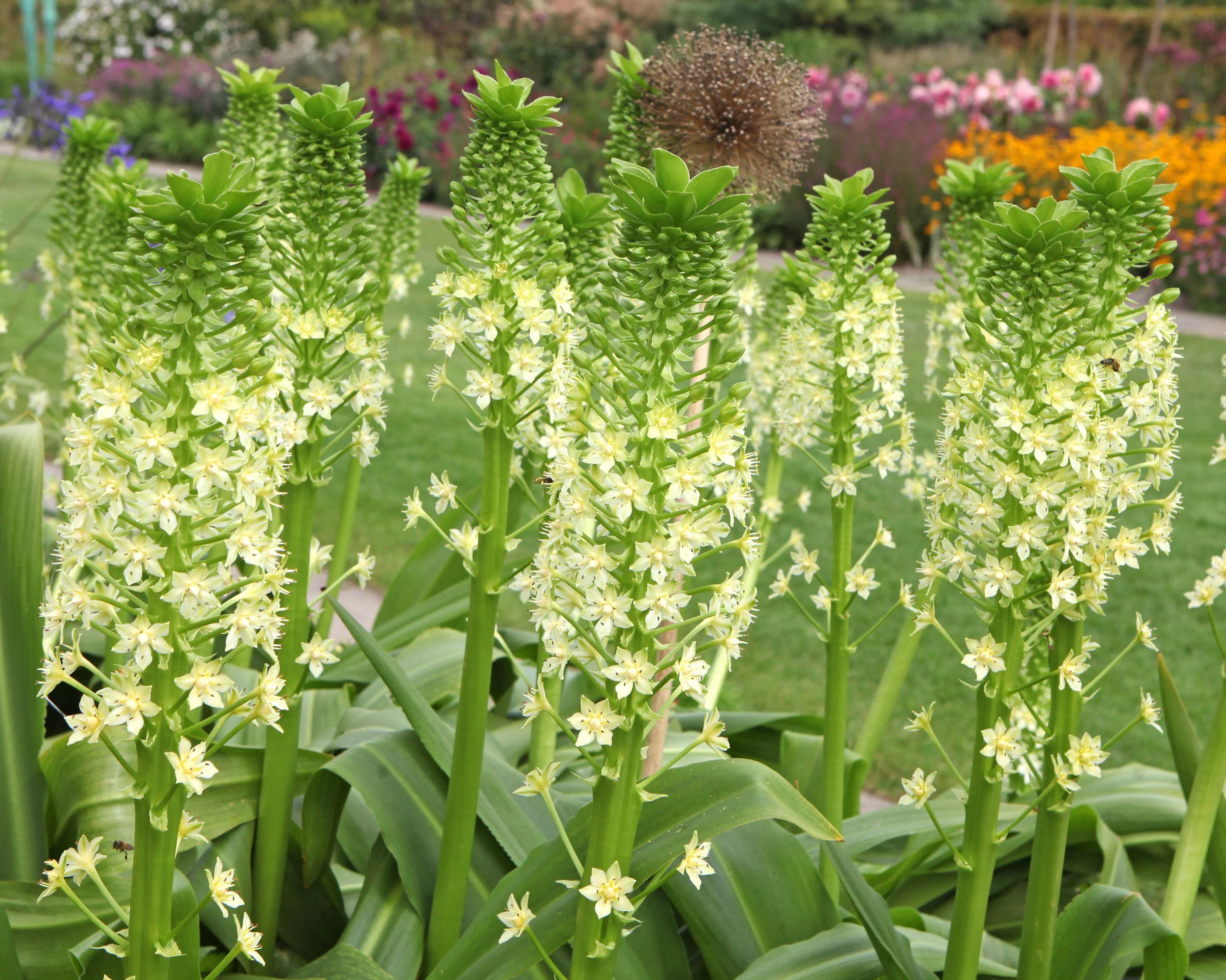 Eucomis pole-evansii - Image 7