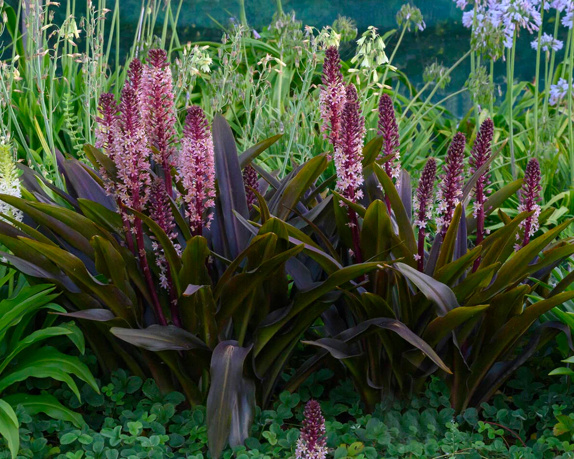 Eucomis 'Sparkling Burgundy' - Image 10