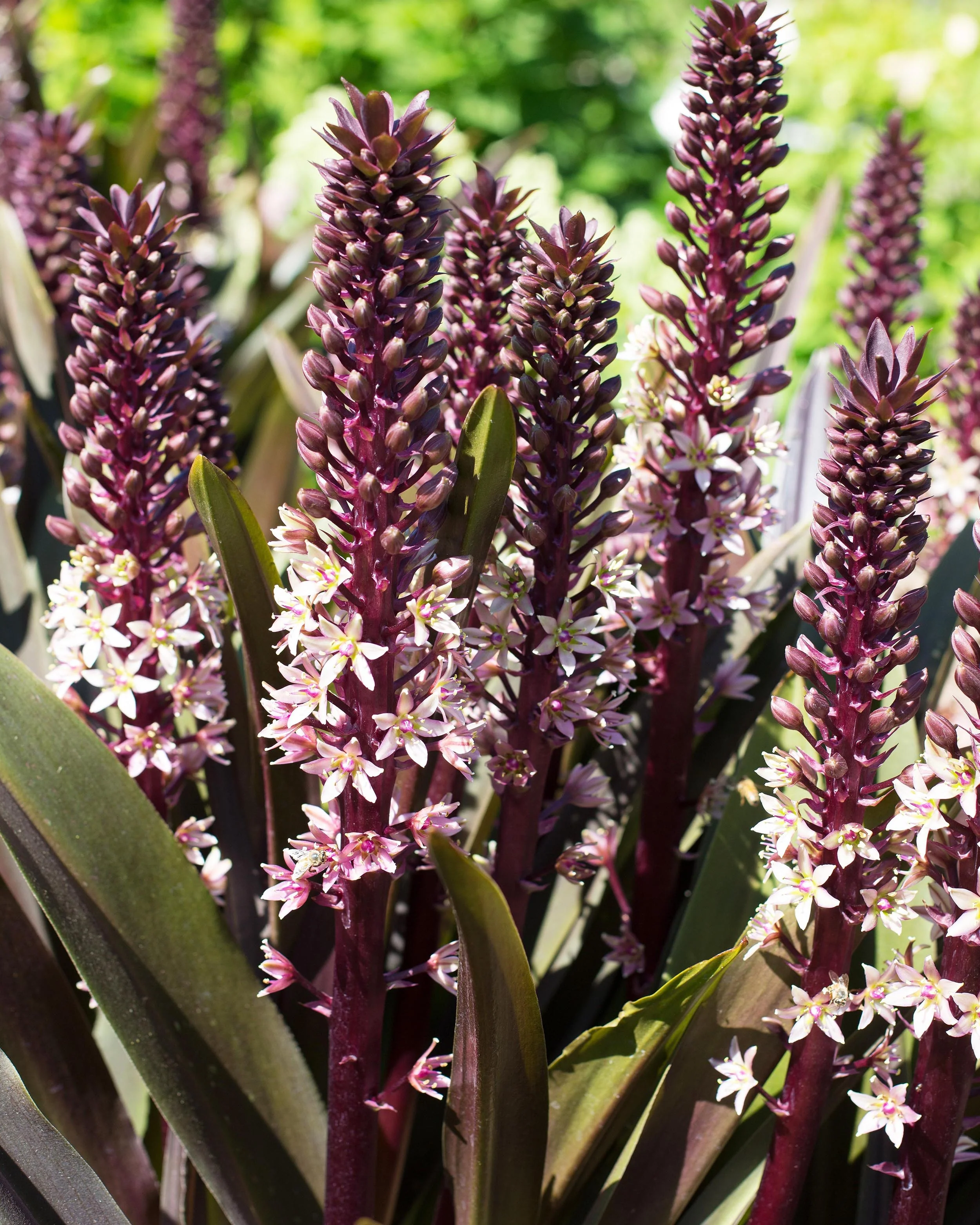 Eucomis 'Sparkling Burgundy' - Image 11