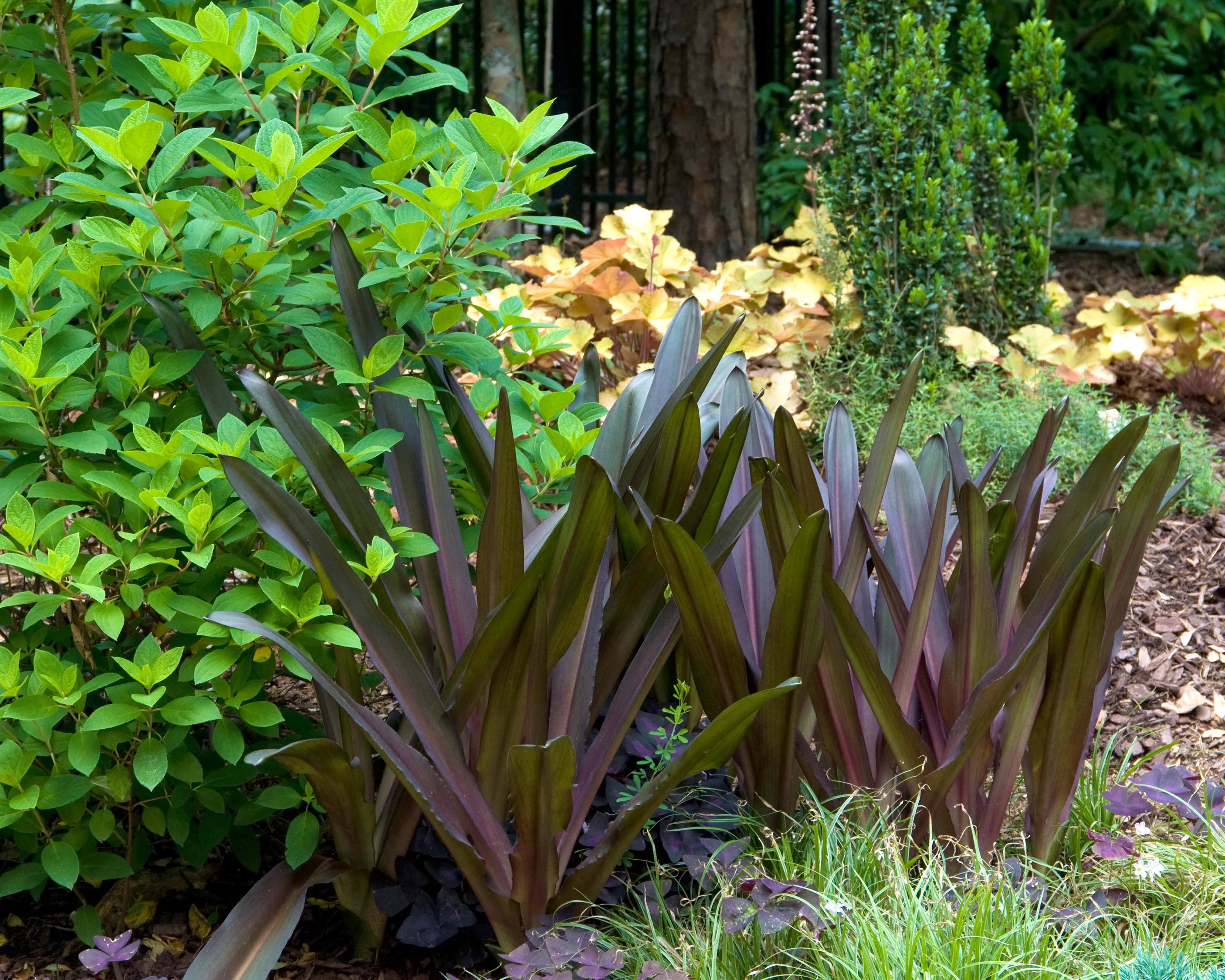 Eucomis 'Sparkling Burgundy' - Image 12