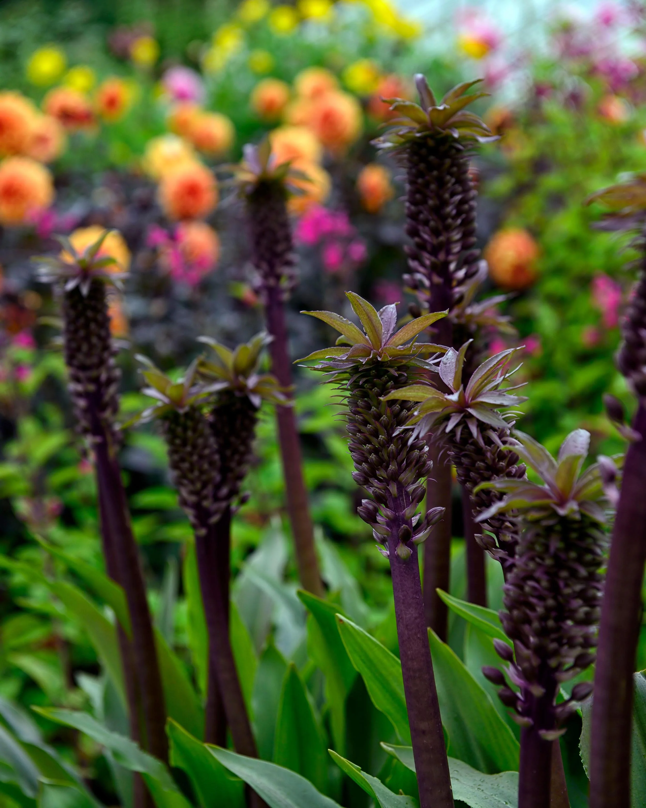 Eucomis 'Sparkling Burgundy' - Image 13