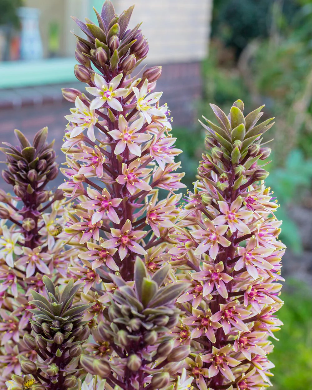 Eucomis 'Sparkling Burgundy' - Image 4