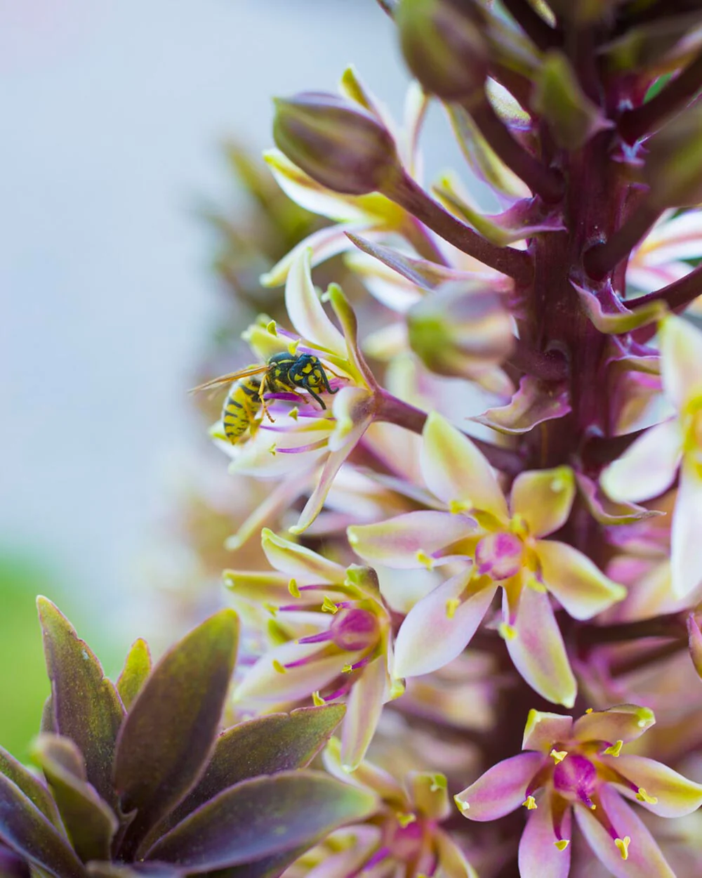 Eucomis 'Sparkling Burgundy' - Image 5