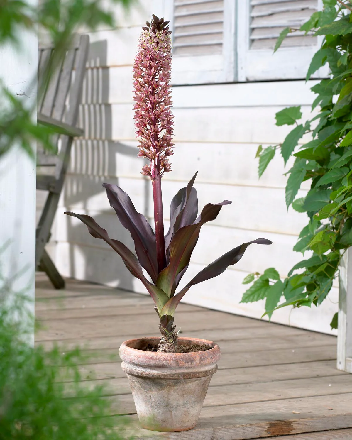 Eucomis 'Sparkling Burgundy' - Image 8