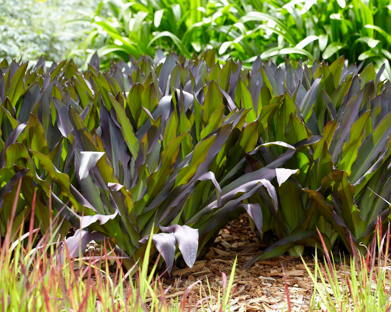 Eucomis 'Sparkling Burgundy' - Image 9