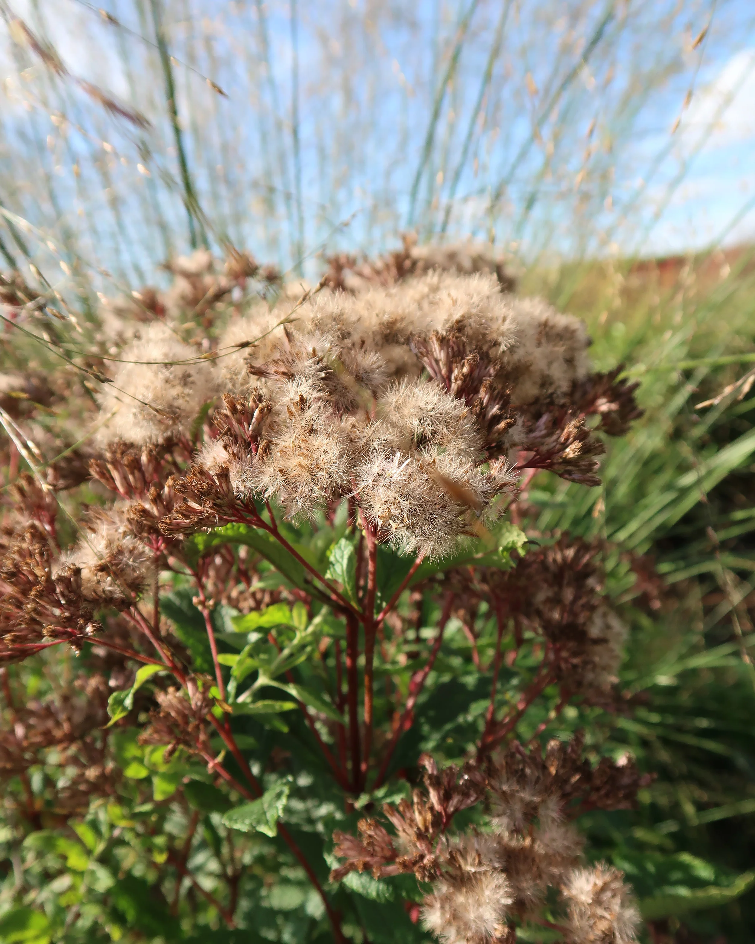 Eupatorium 'Baby Joe' - Image 3