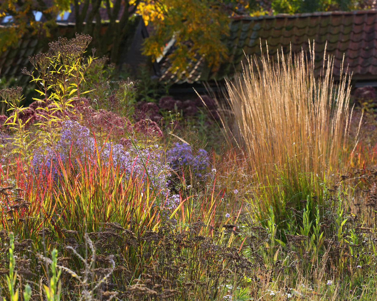 Eupatorium 'Baby Joe' - Image 5