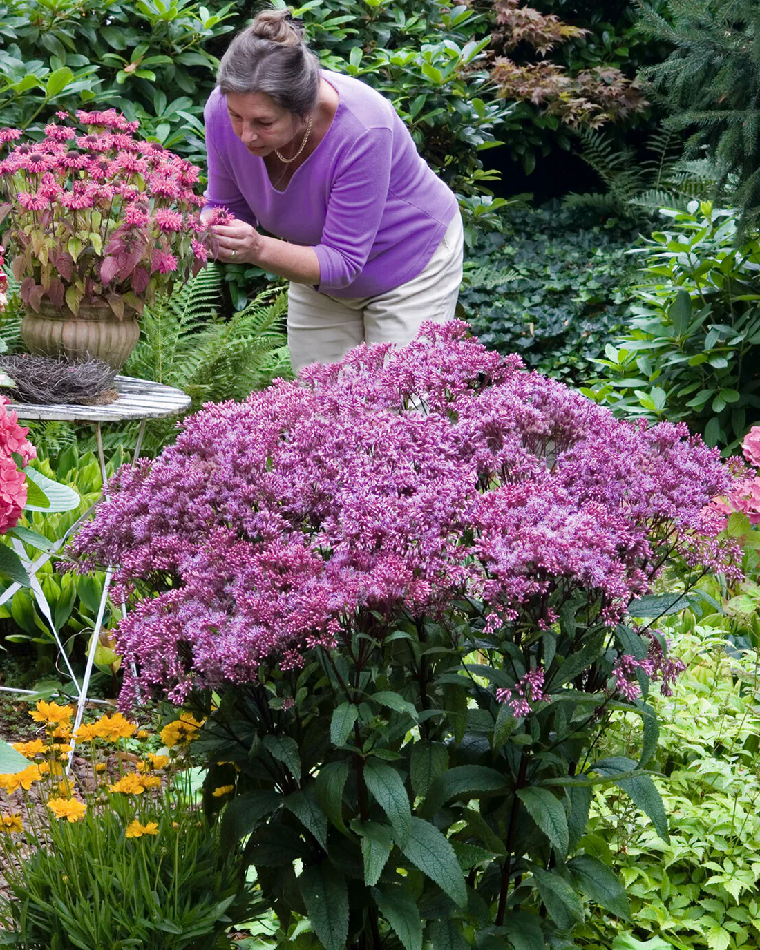 Eupatorium 'Baby Joe' - Image 6