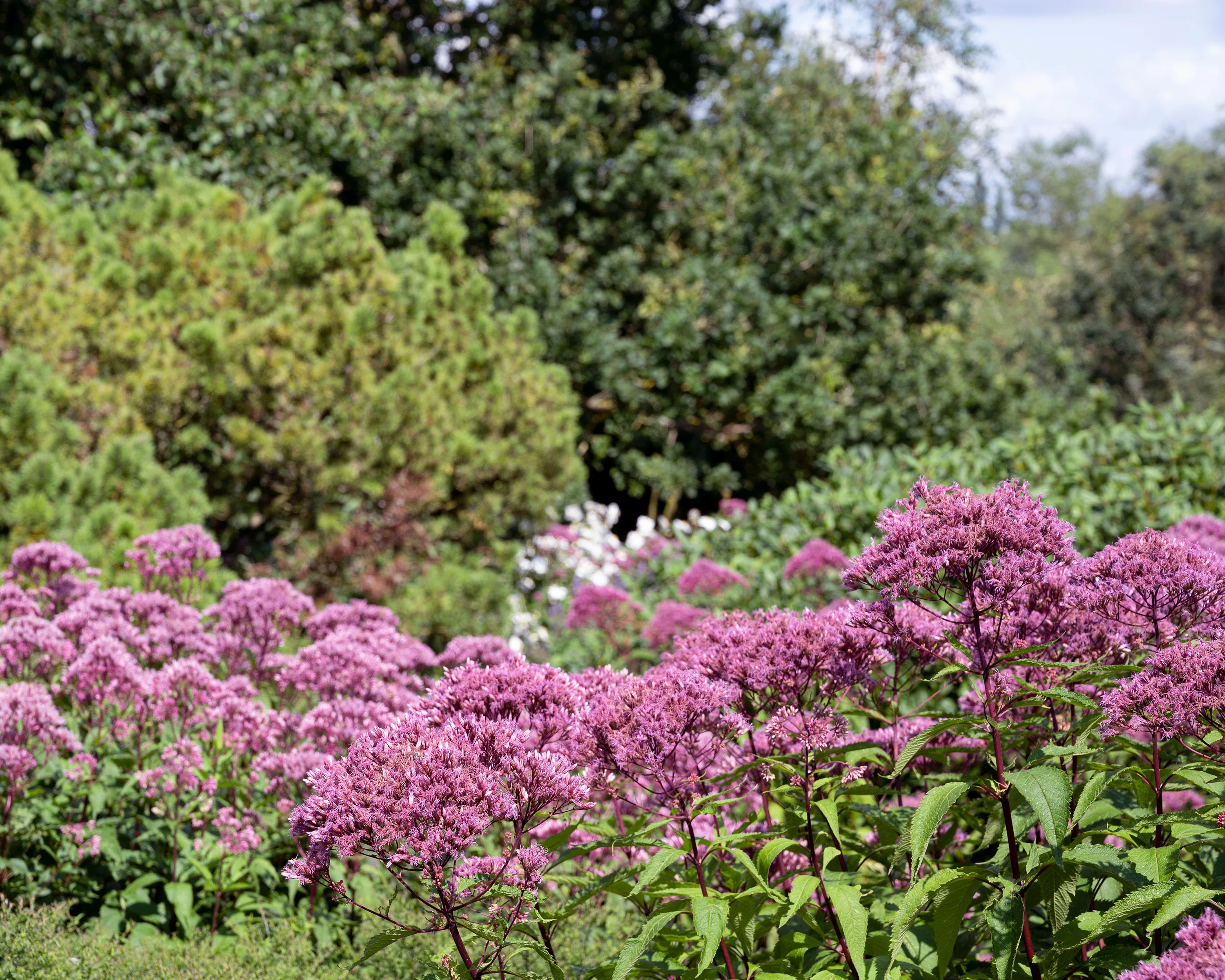 Eupatorium 'Baby Joe' - Image 8