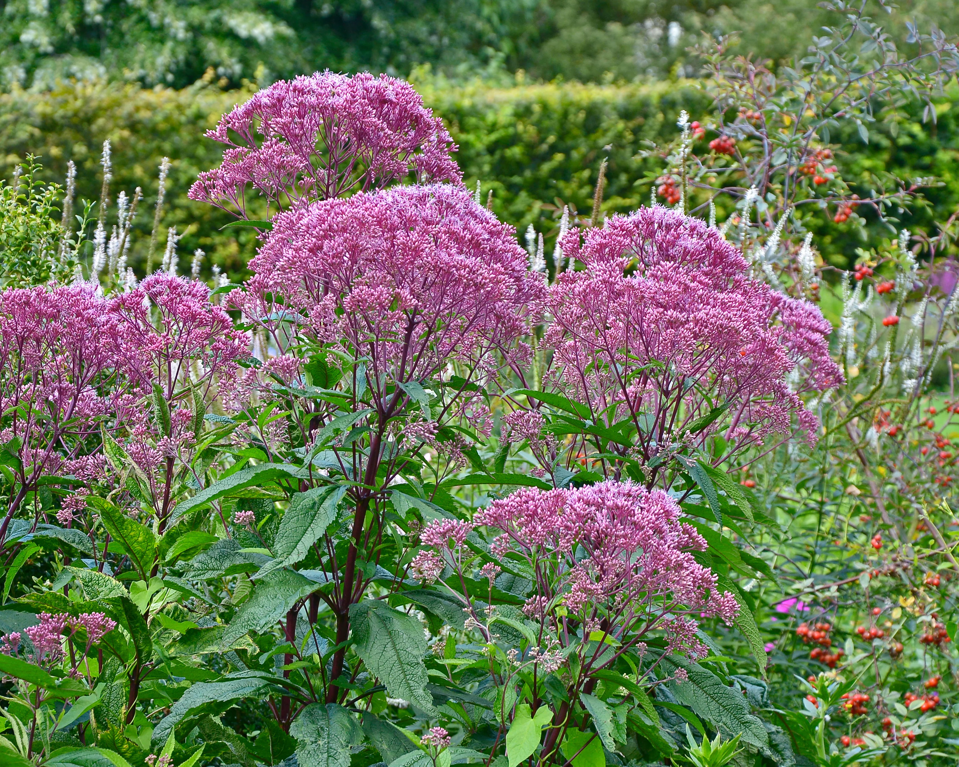 Eupatorium 'Baby Joe' - Image 9