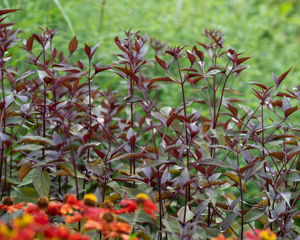 Eupatorium 'Chocolate' - Image 3