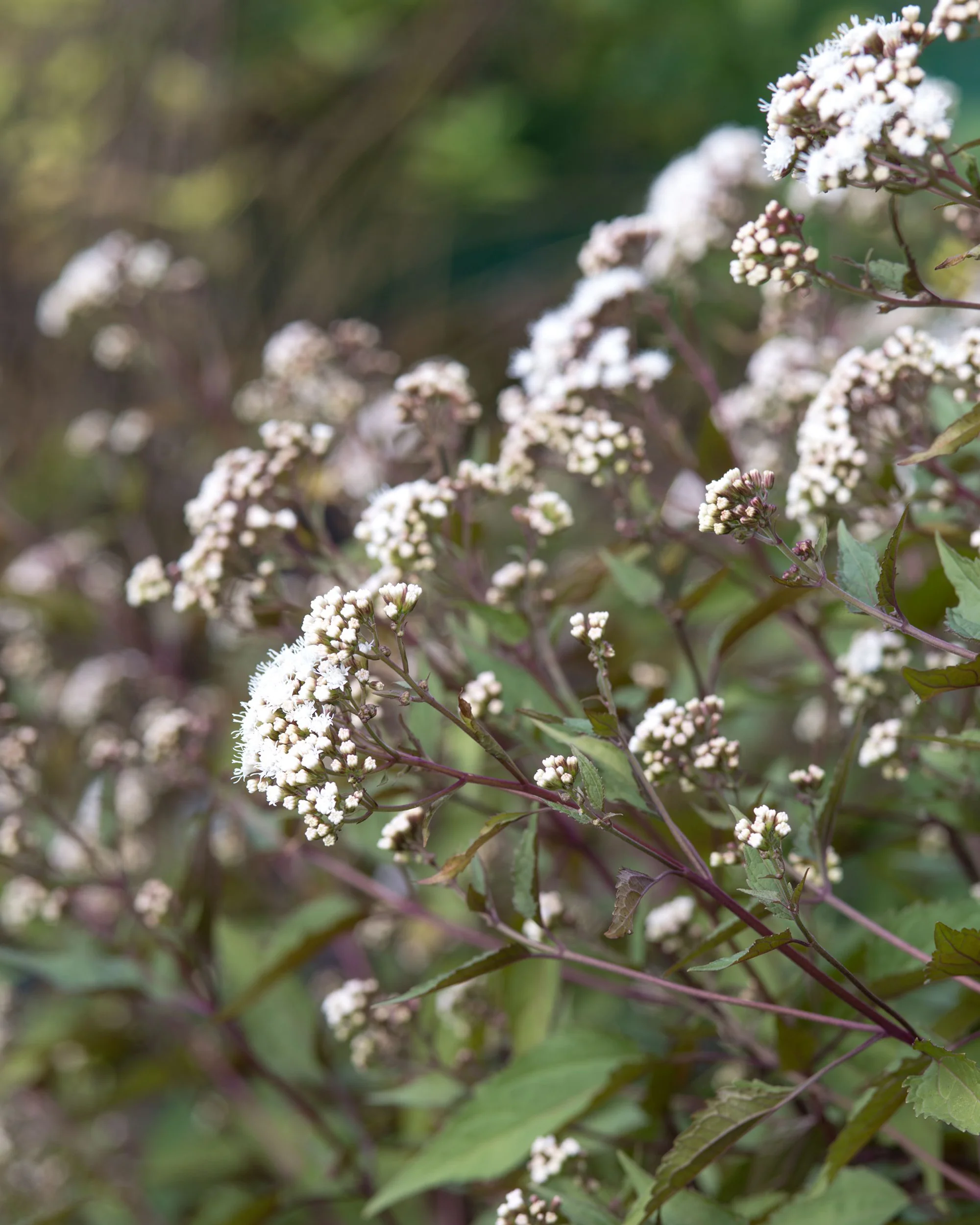 Eupatorium 'Chocolate' - Image 4