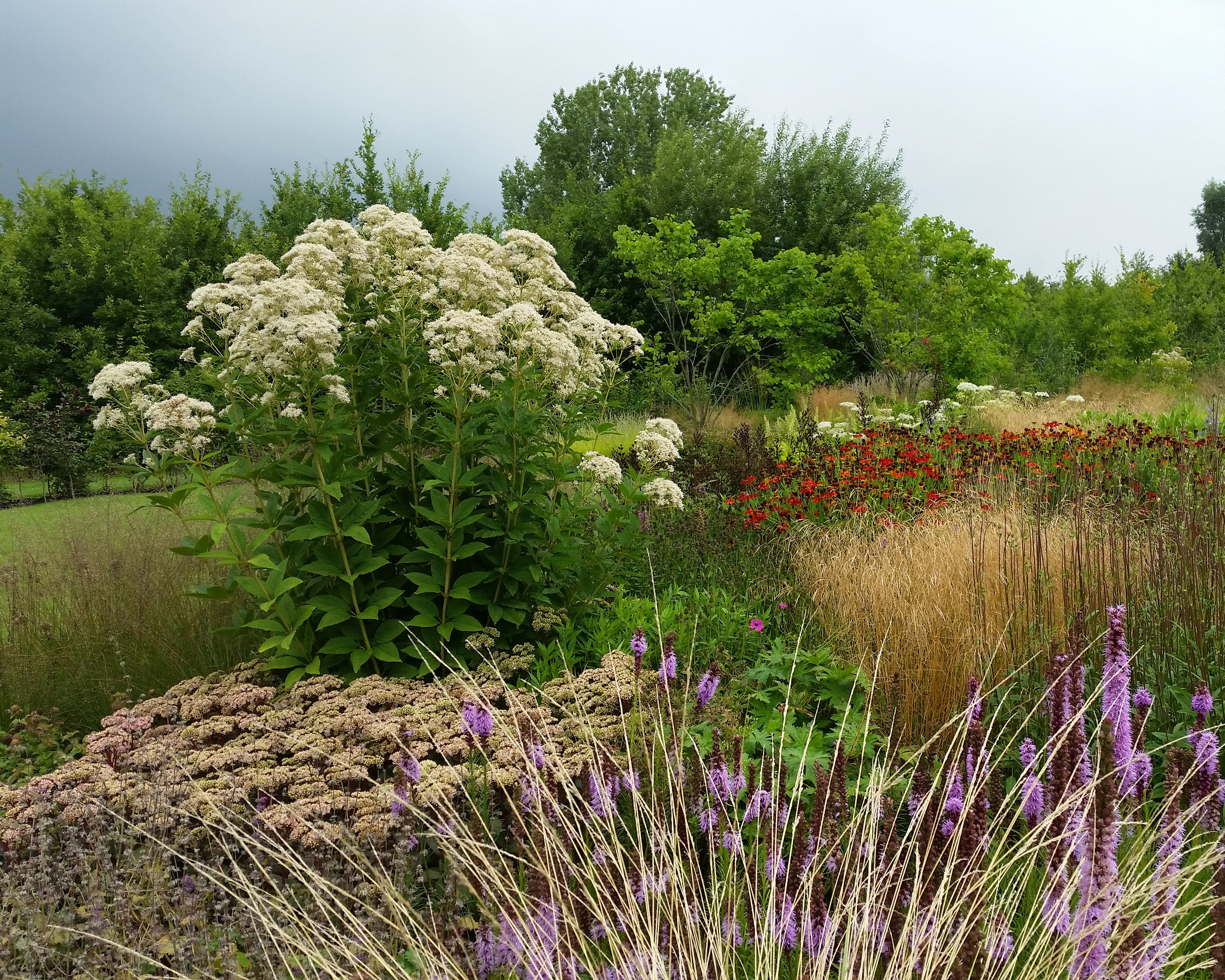 Eupatorium 'Snowball' - Image 3