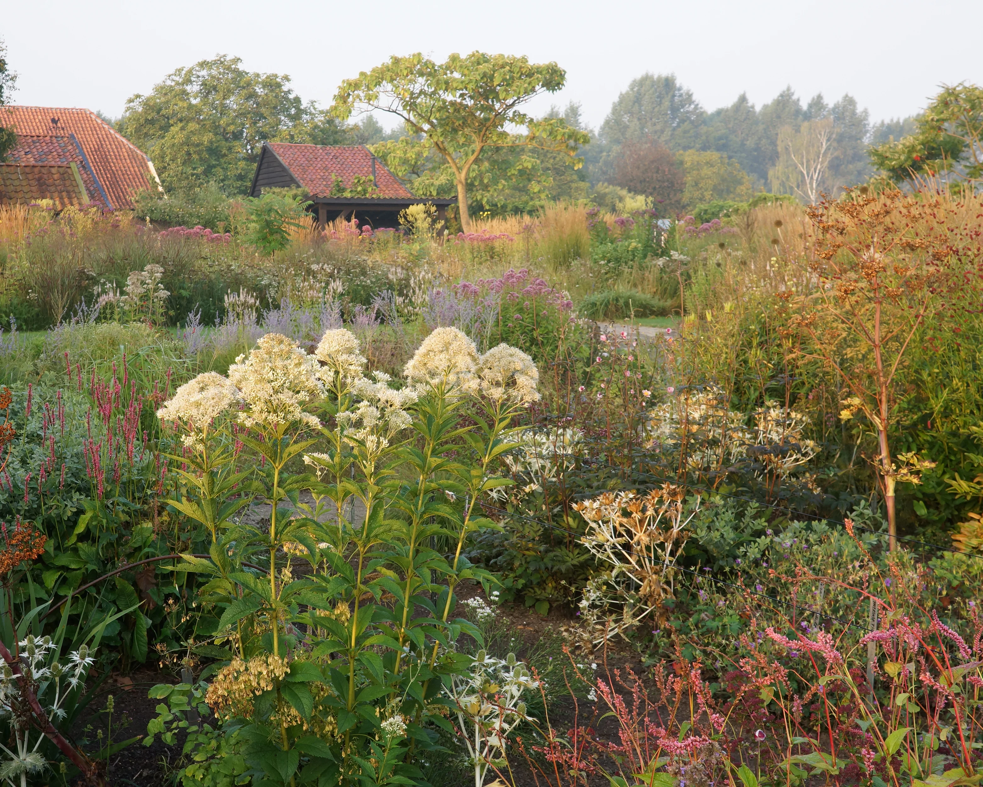 Eupatorium 'Snowball' - Image 4