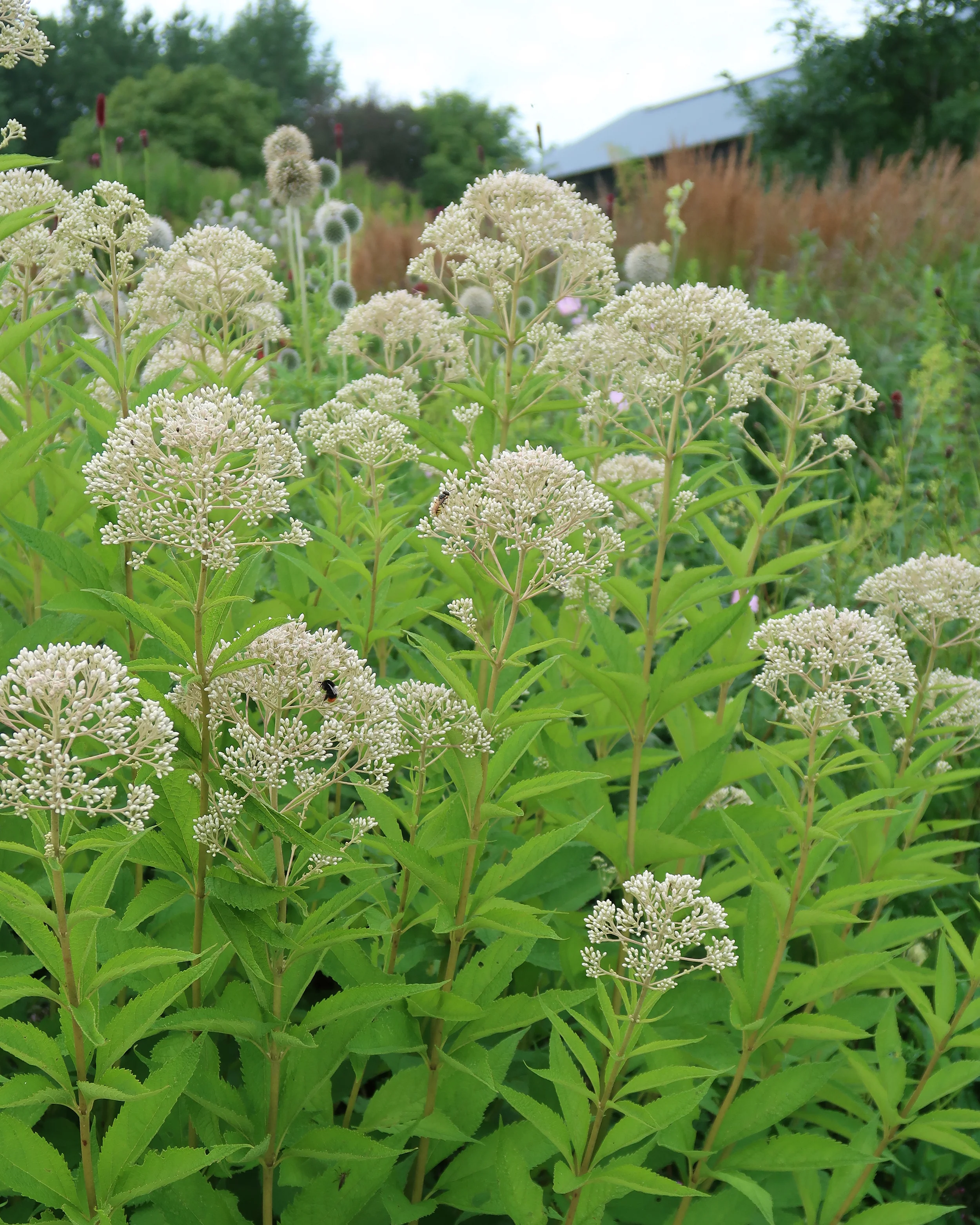Eupatorium 'Snowball' - Image 6