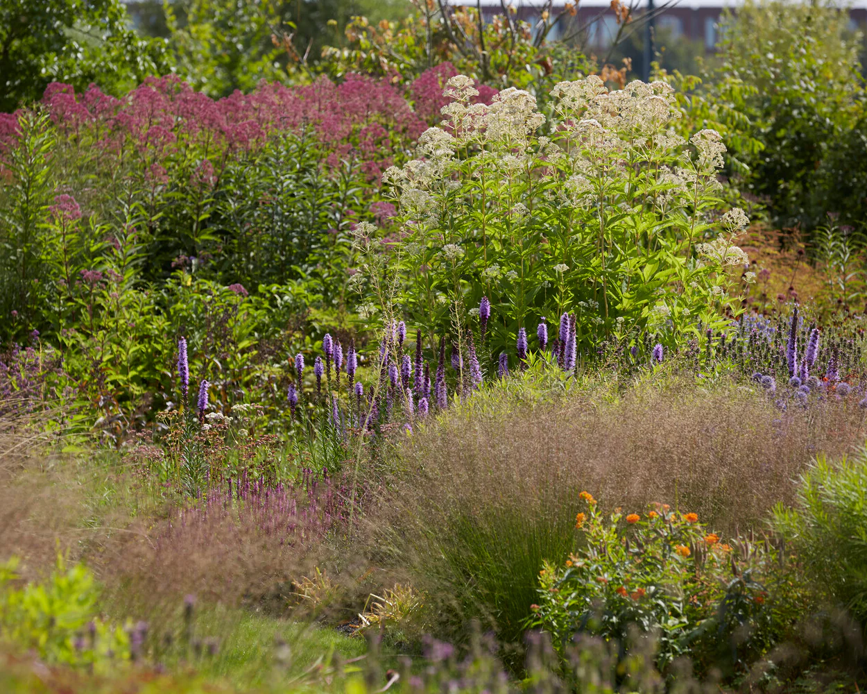 Eupatorium 'Snowball' - Image 9