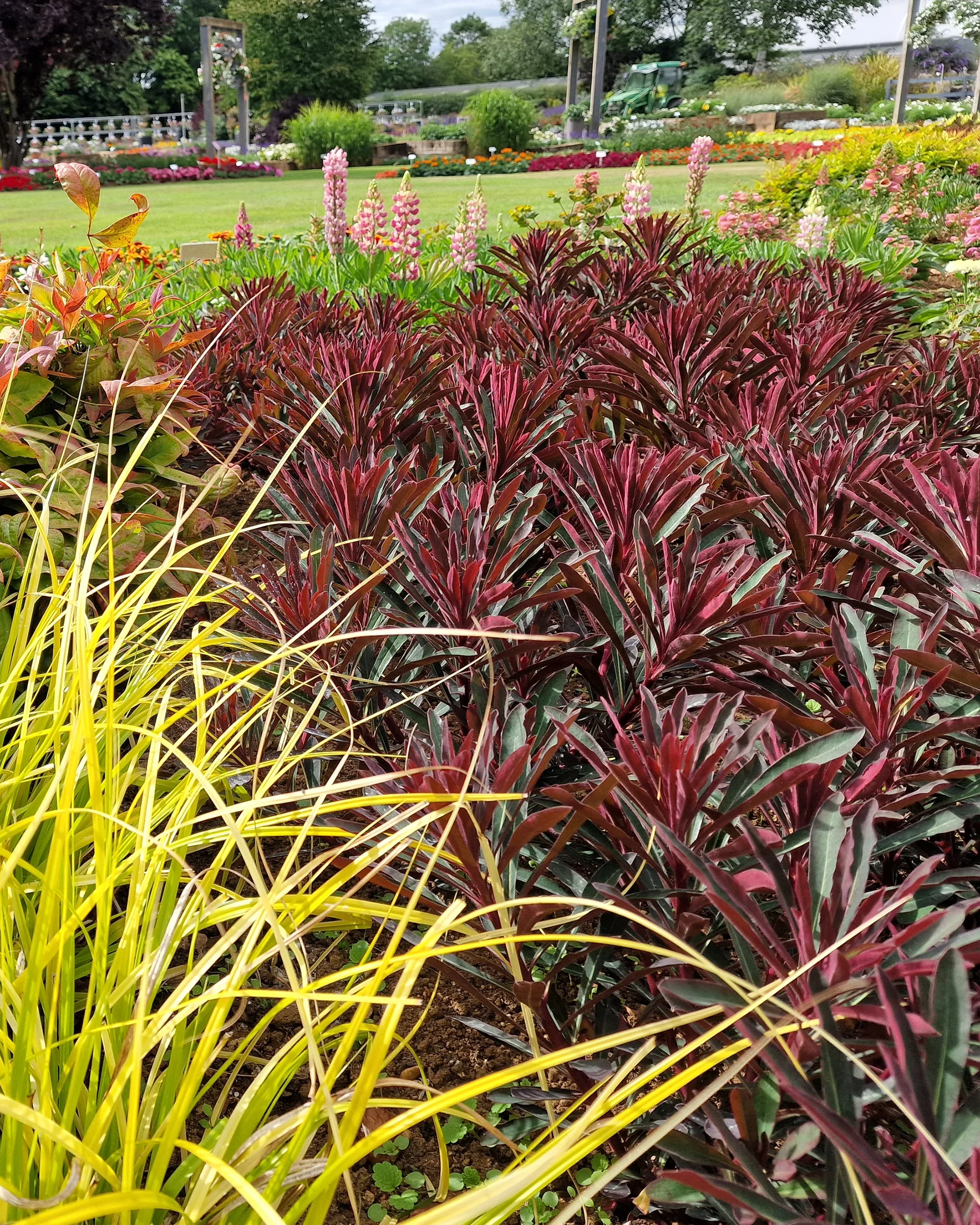 Euphorbia 'Miners Merlot' - Image 11