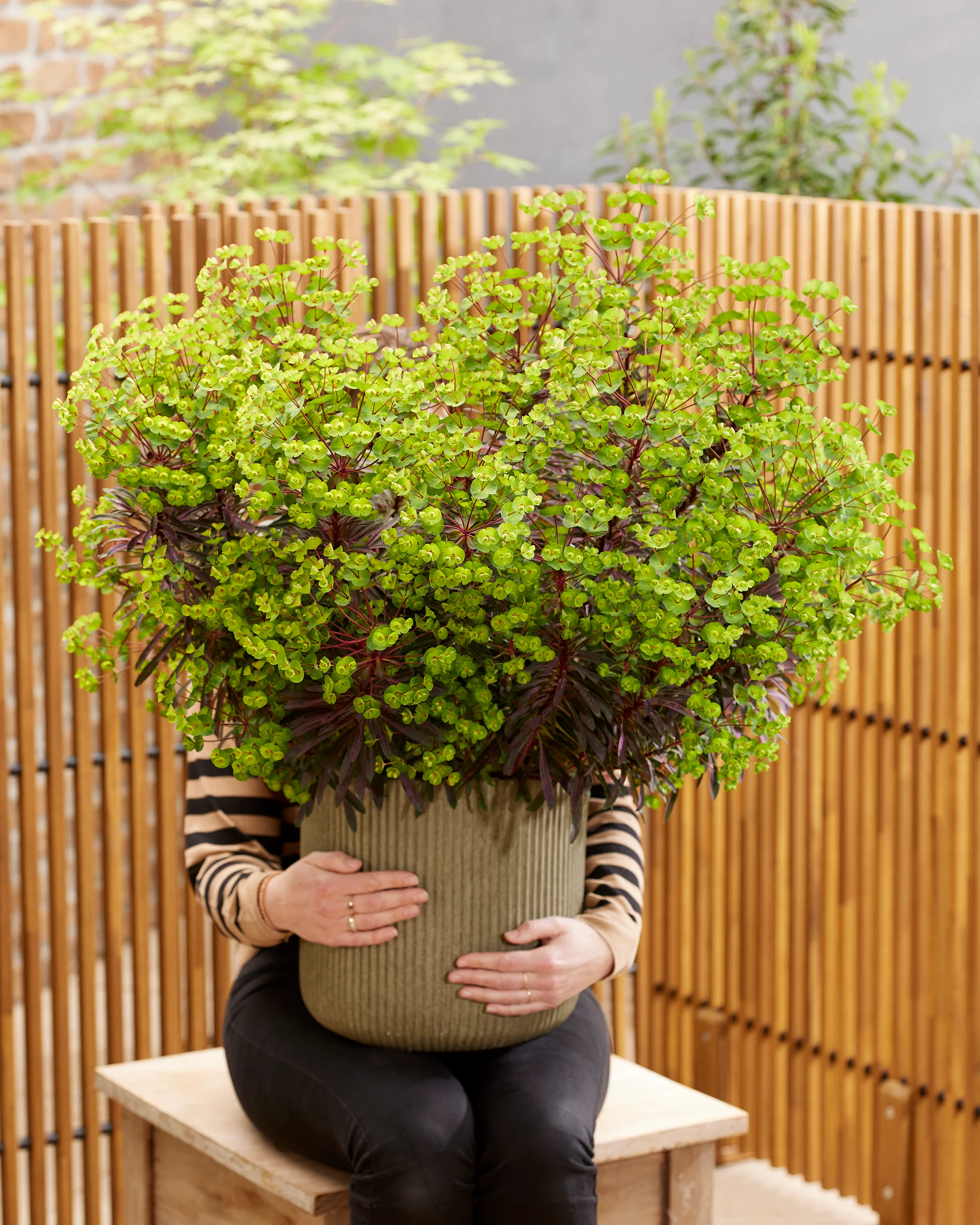 Euphorbia 'Miners Merlot' - Image 3