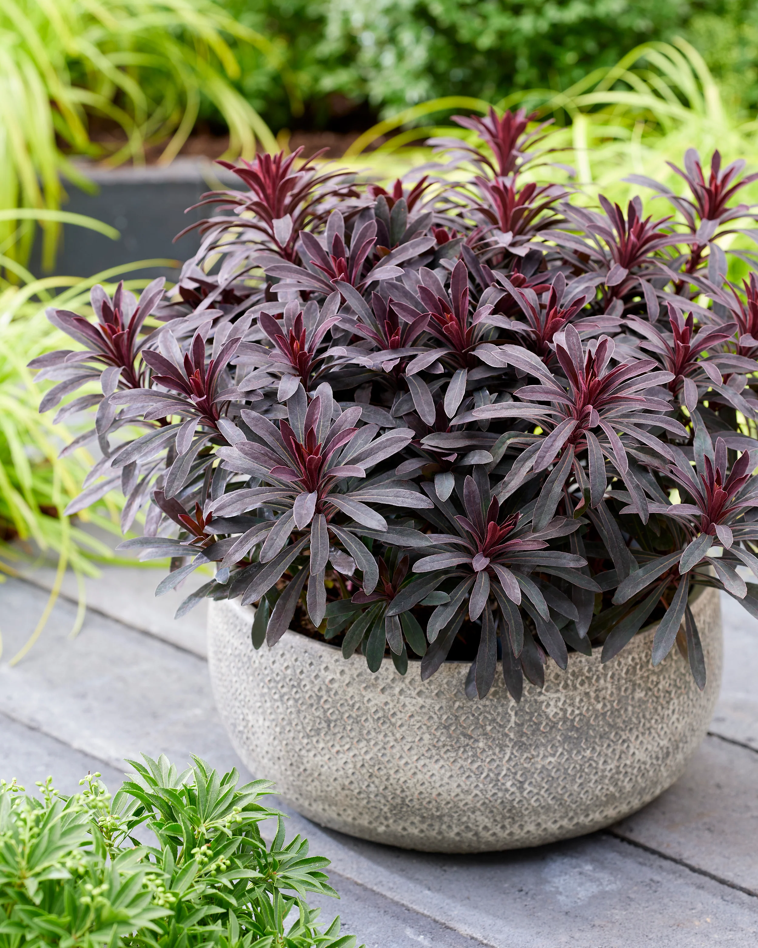 Euphorbia 'Miners Merlot' - Image 5
