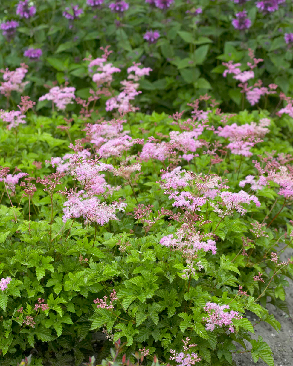 Filipendula 'Kahome' - Image 2