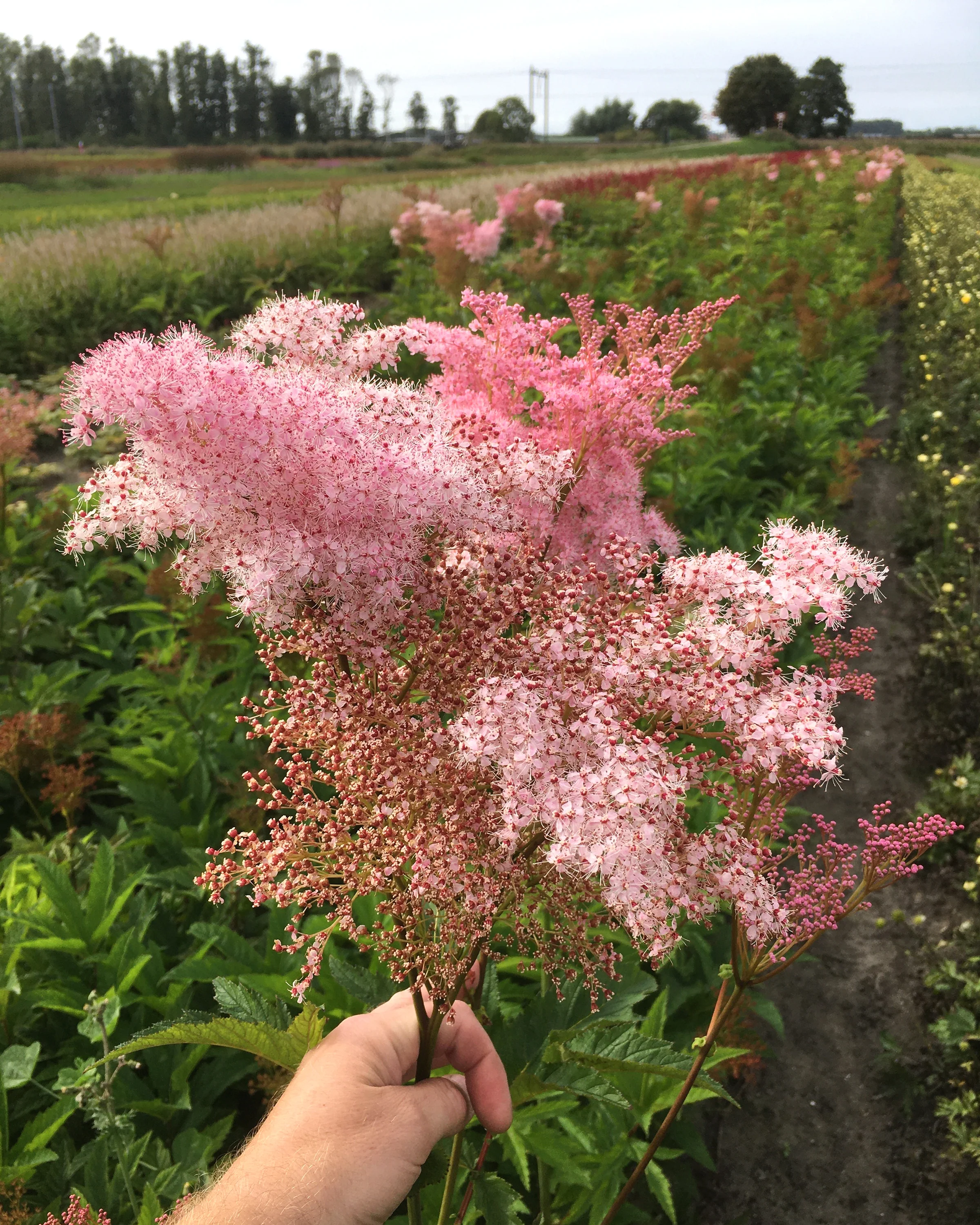 Filipendula 'Venusta' - Image 5