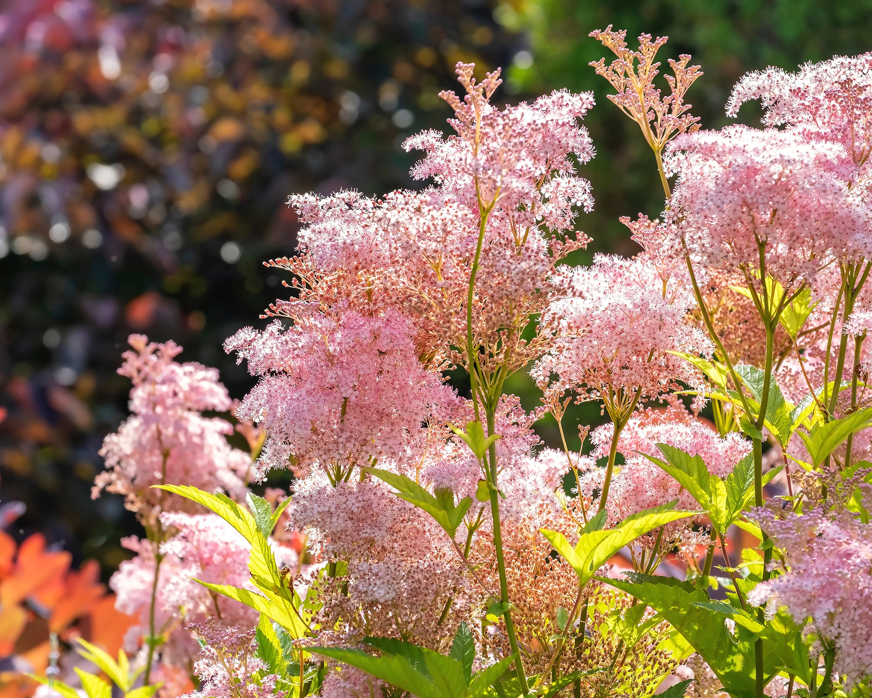 Filipendula 'Venusta' - Image 8