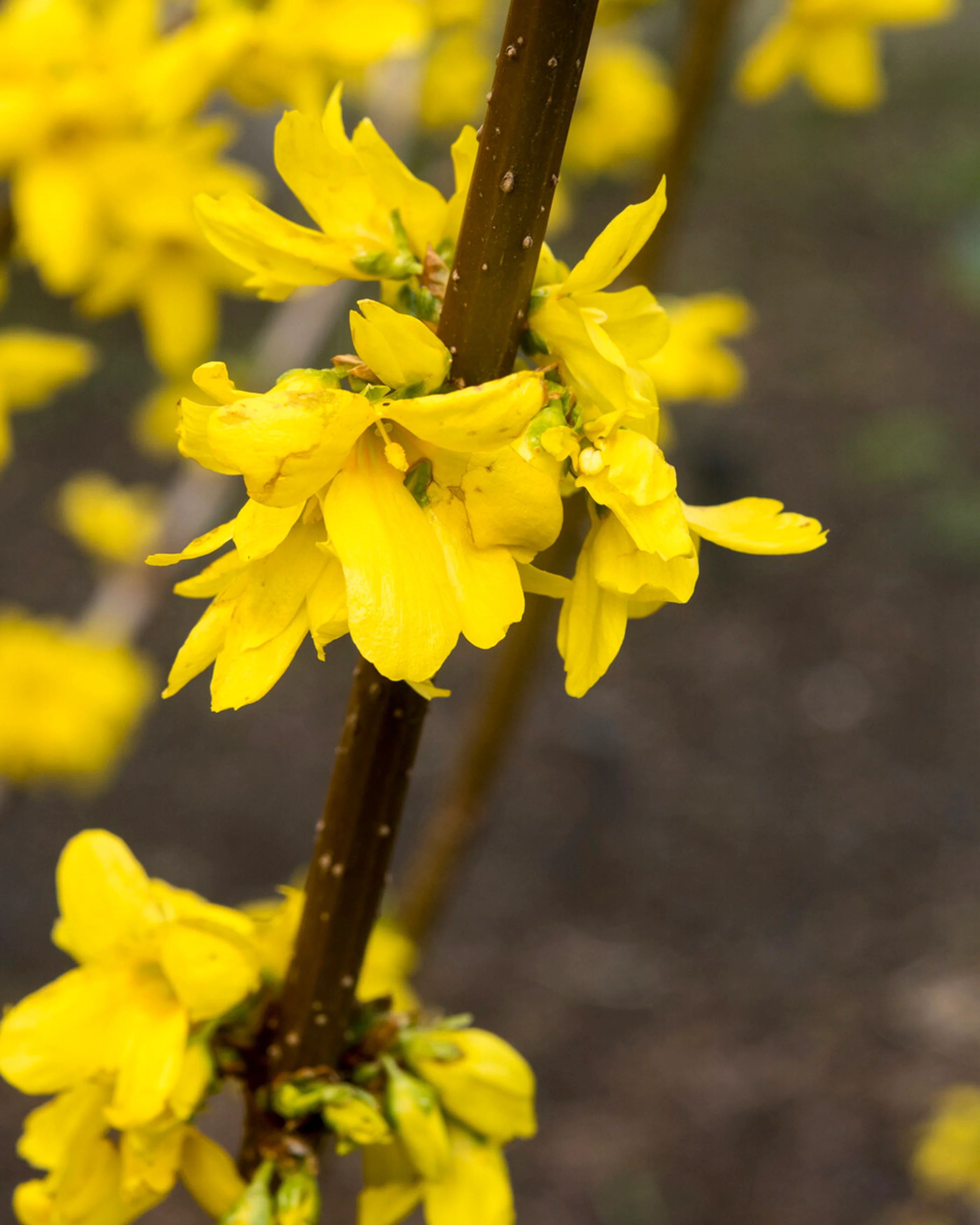 Forsythia 'Lynwood' - Image 3