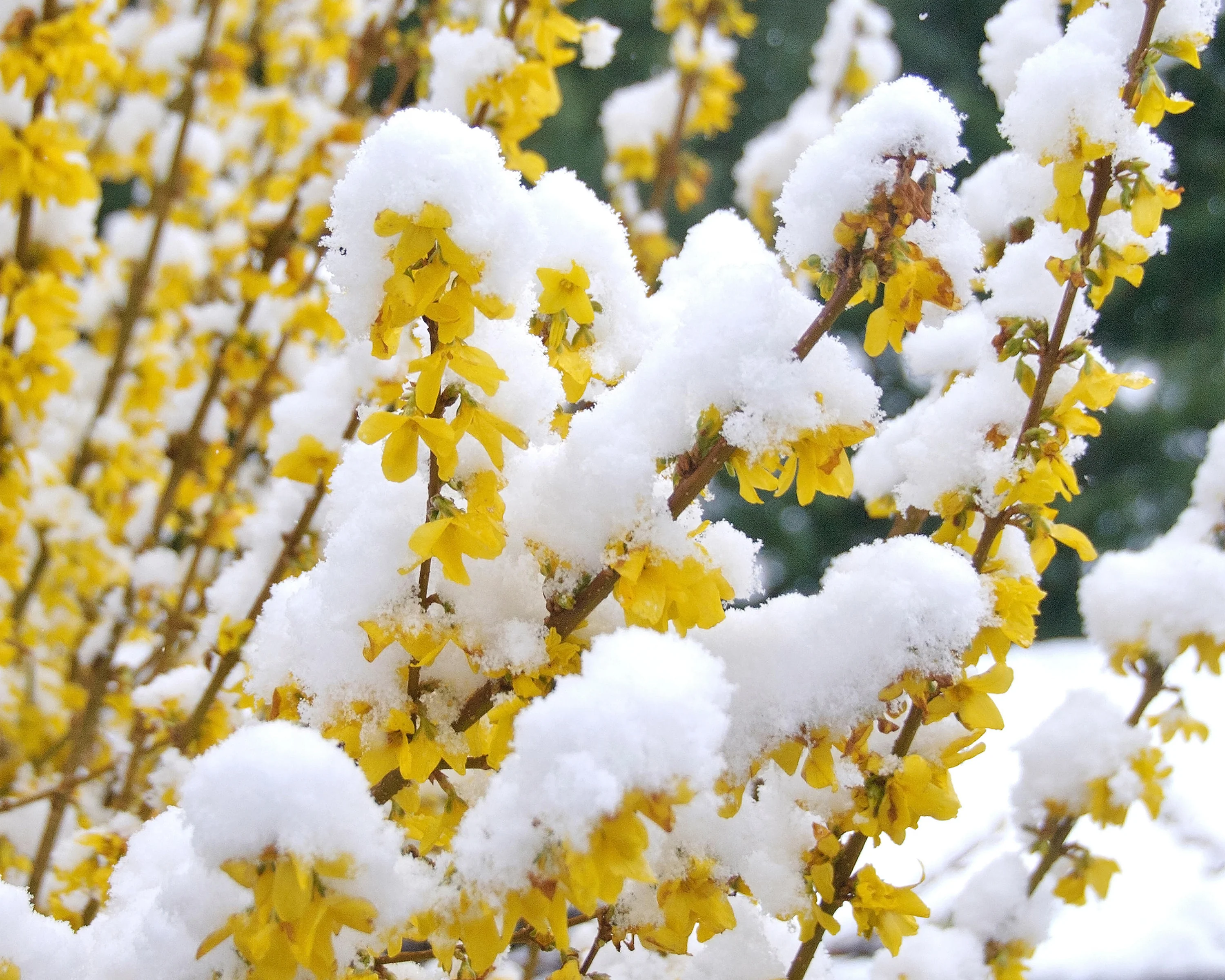 Forsythia 'Lynwood' - Image 5