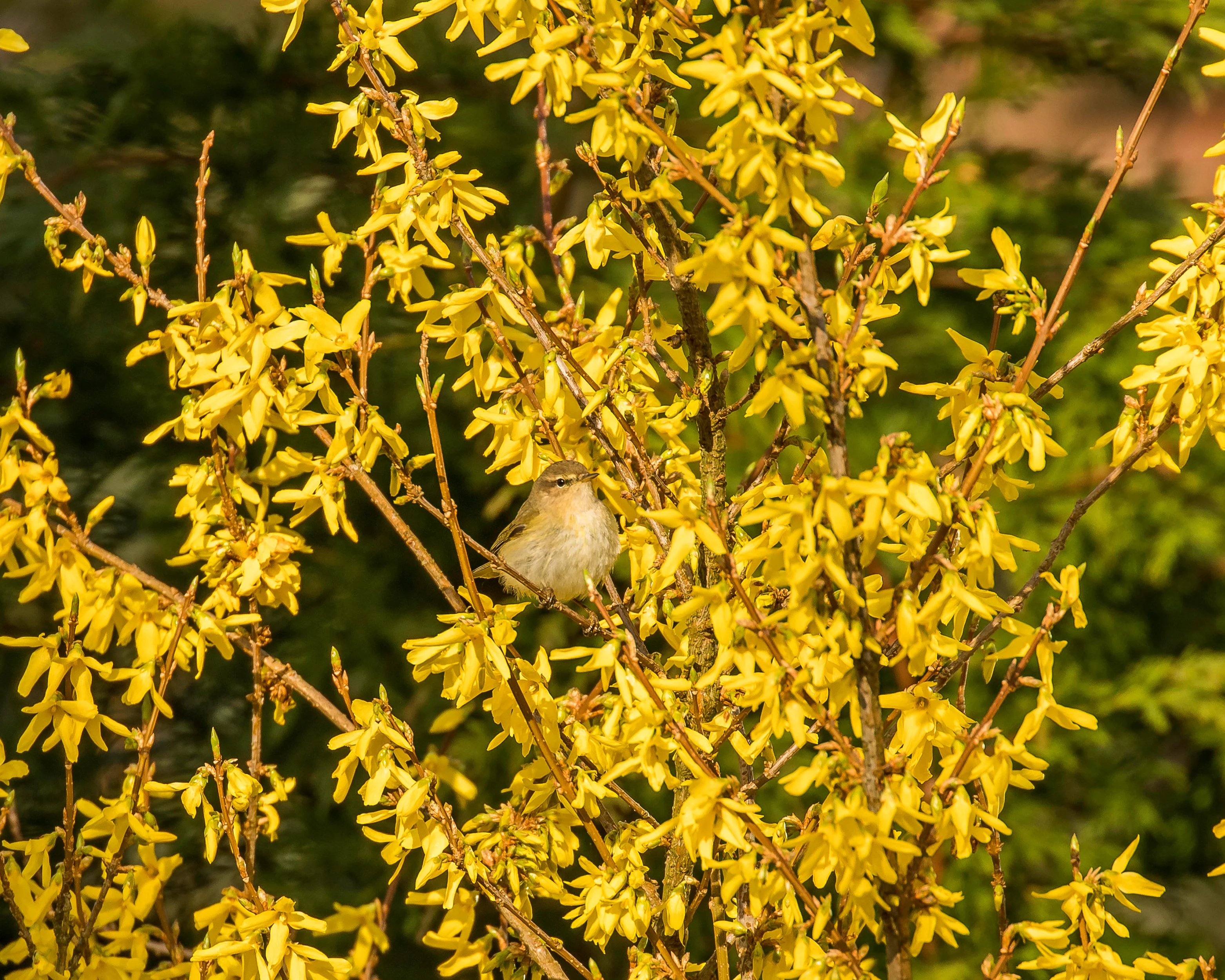 Forsythia 'Lynwood' - Image 6
