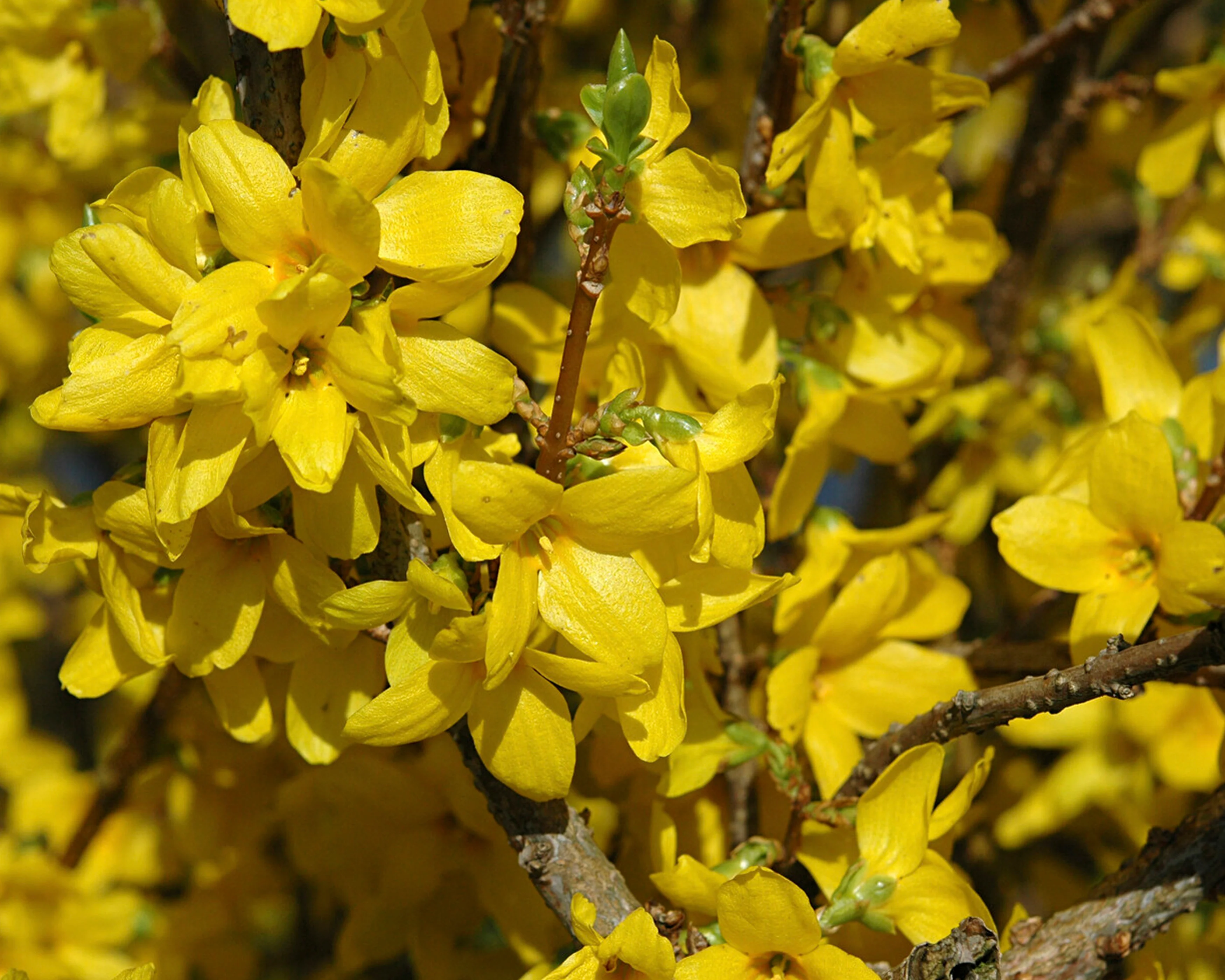 Forsythia 'Lynwood' - Image 8
