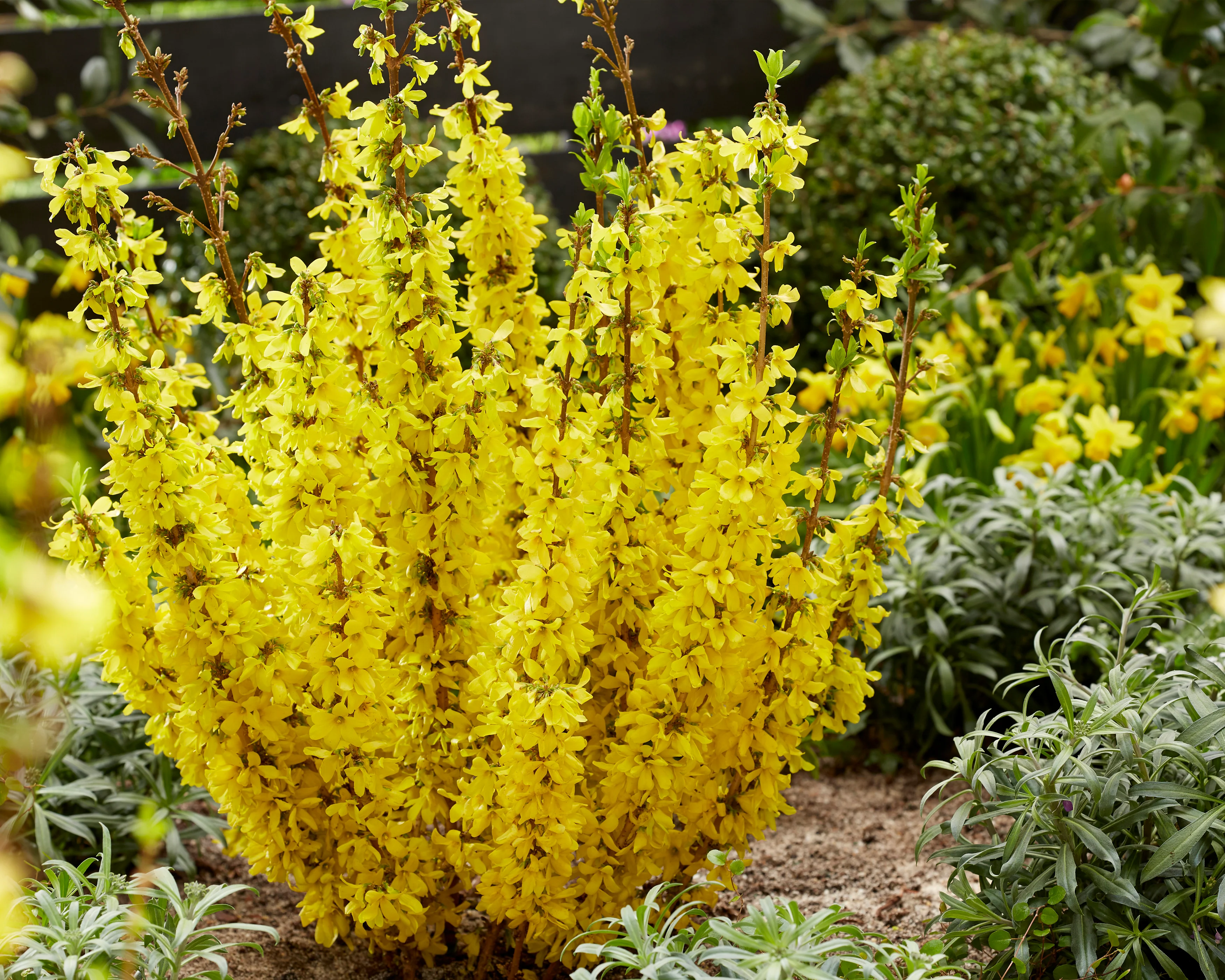 Forsythia 'Mikador' - Image 5