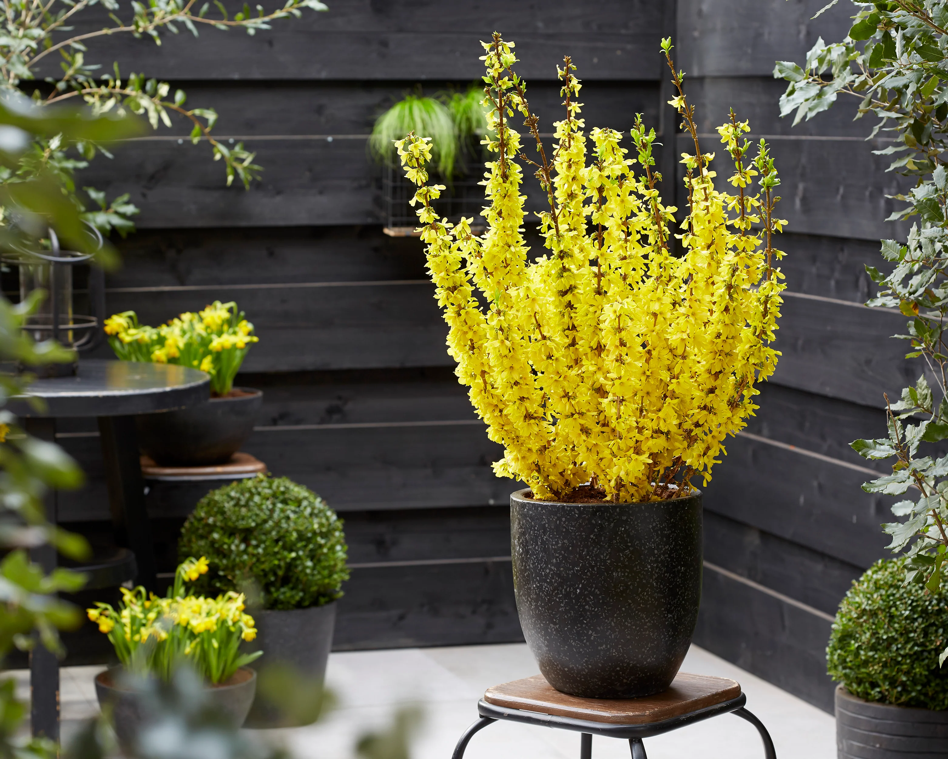 Forsythia 'Mikador' - Image 6